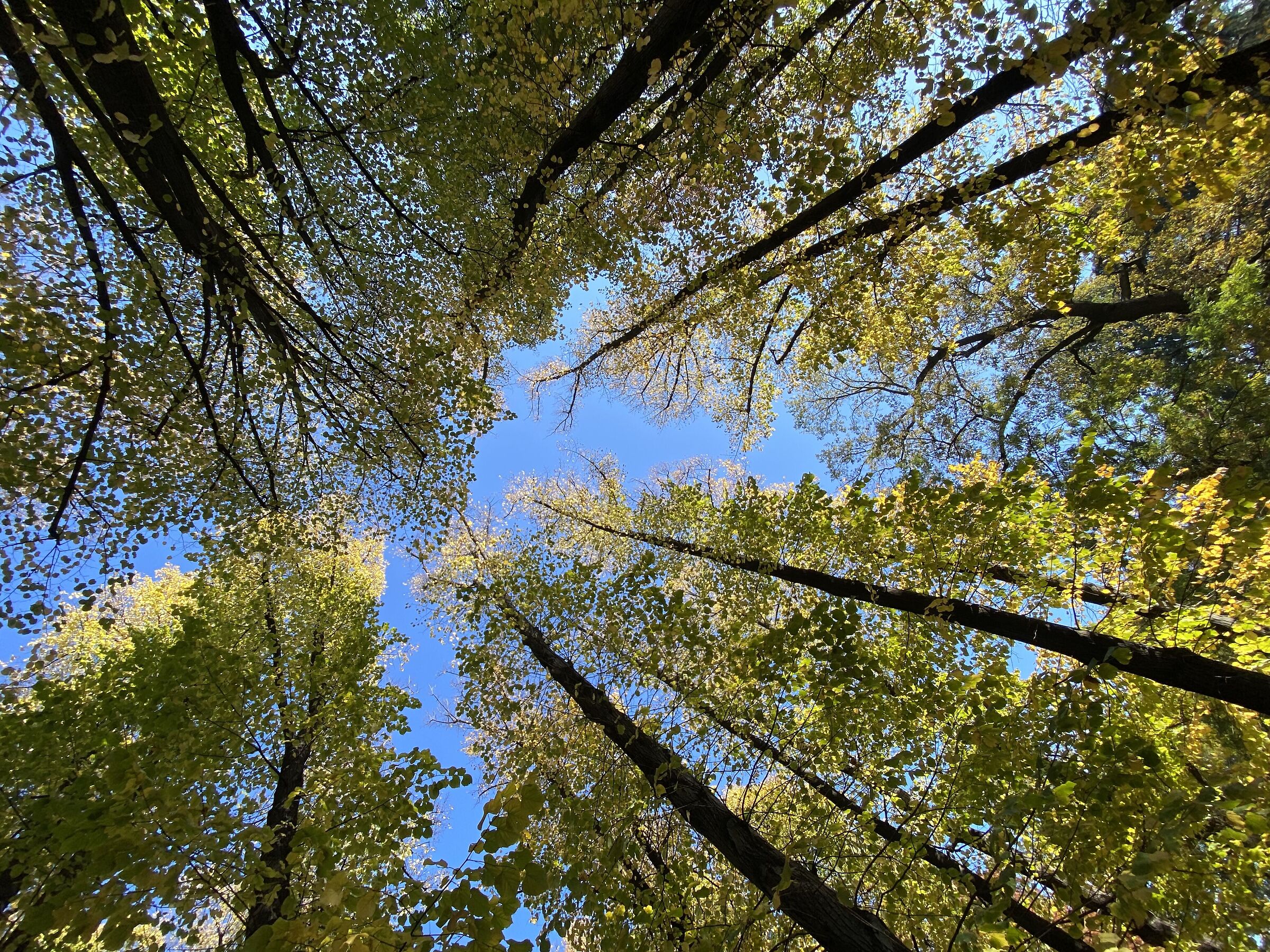 Up to the sky