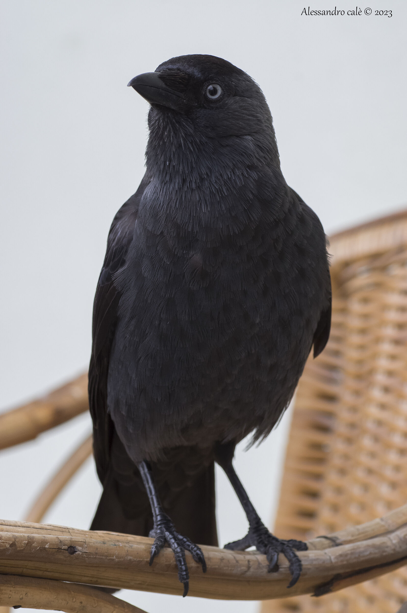 Coloeus monedula (Taccola) 2639