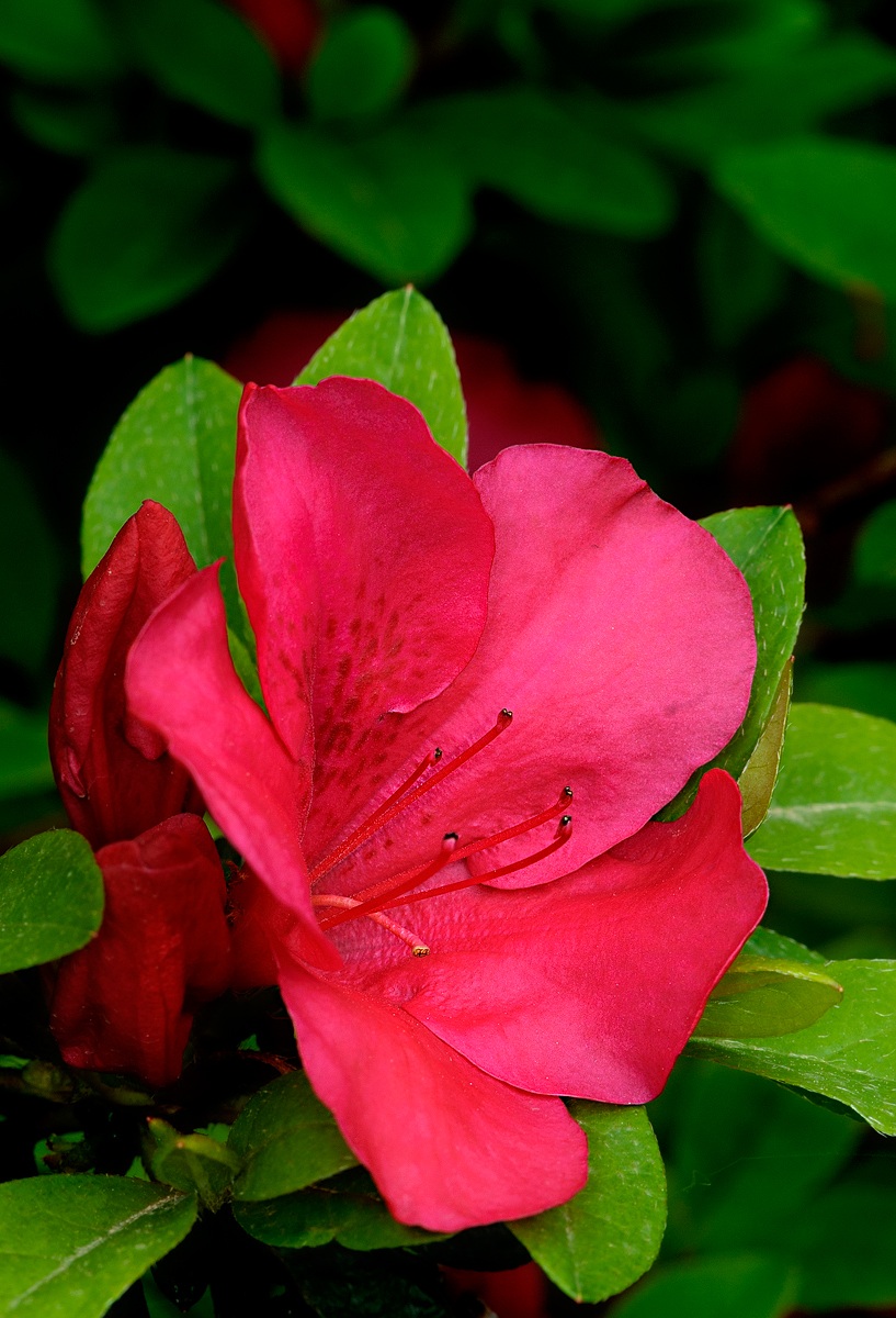 Azalea rossa