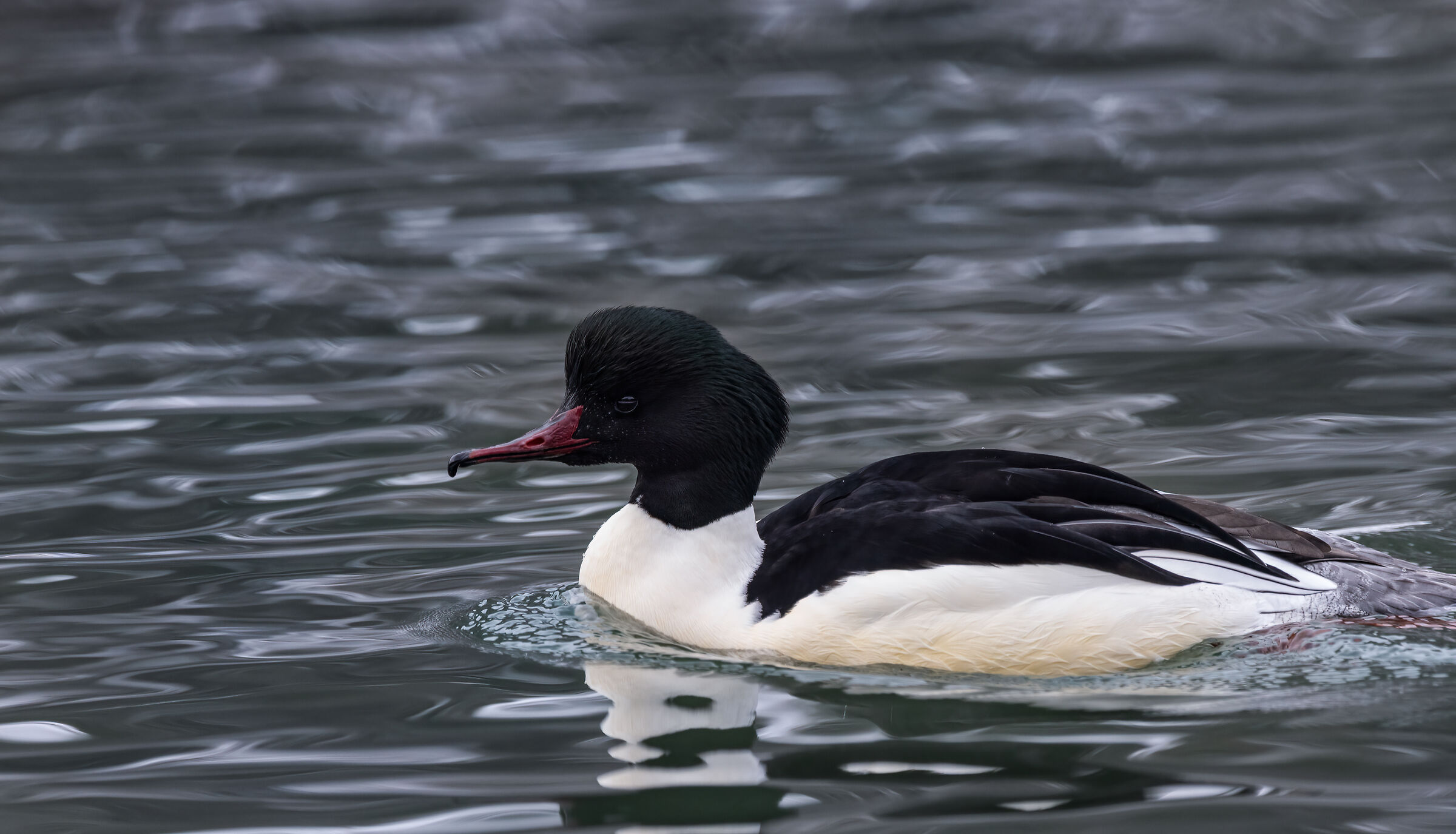 Smergo maggiore maschio