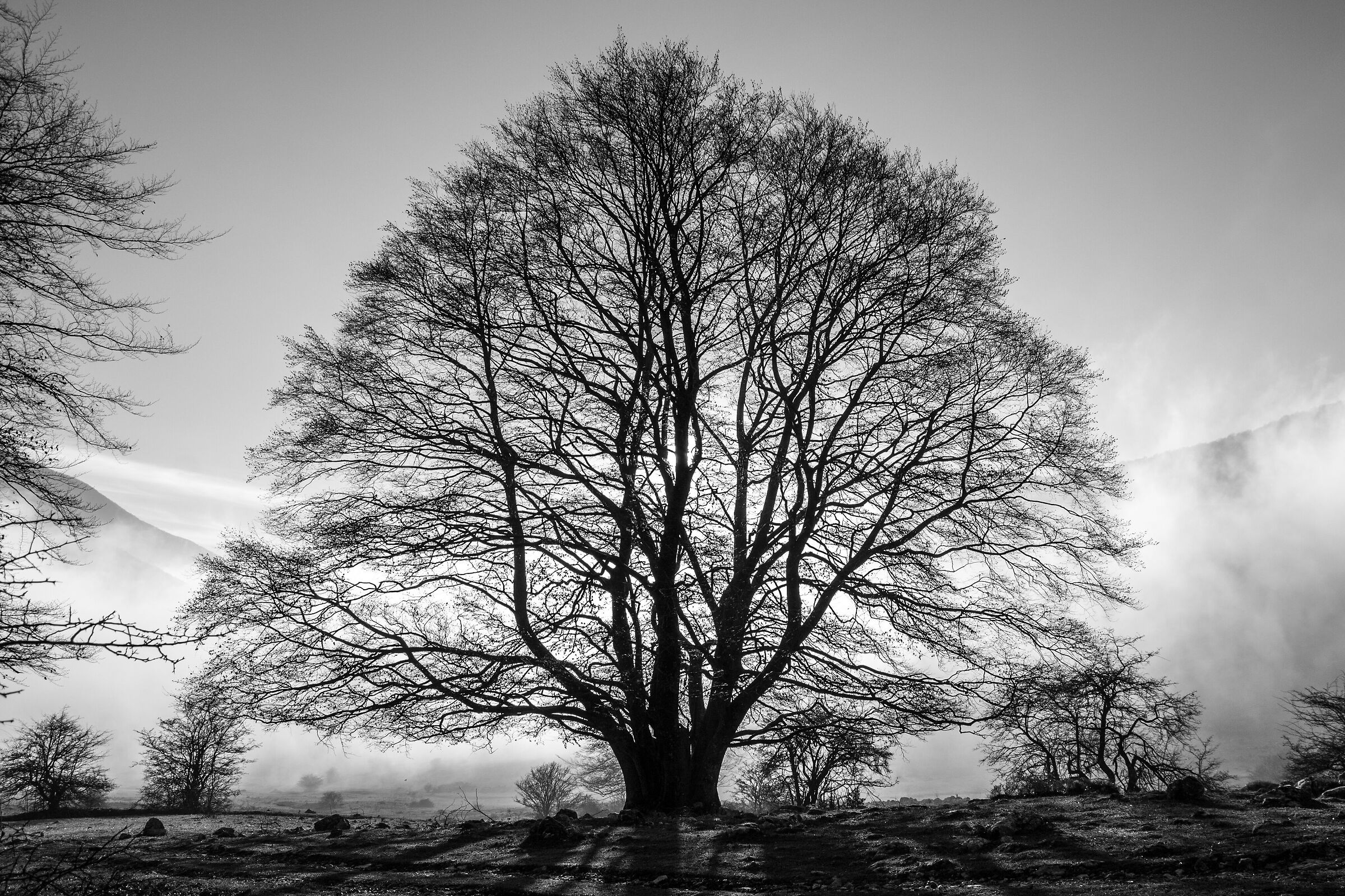 Yggdrasil