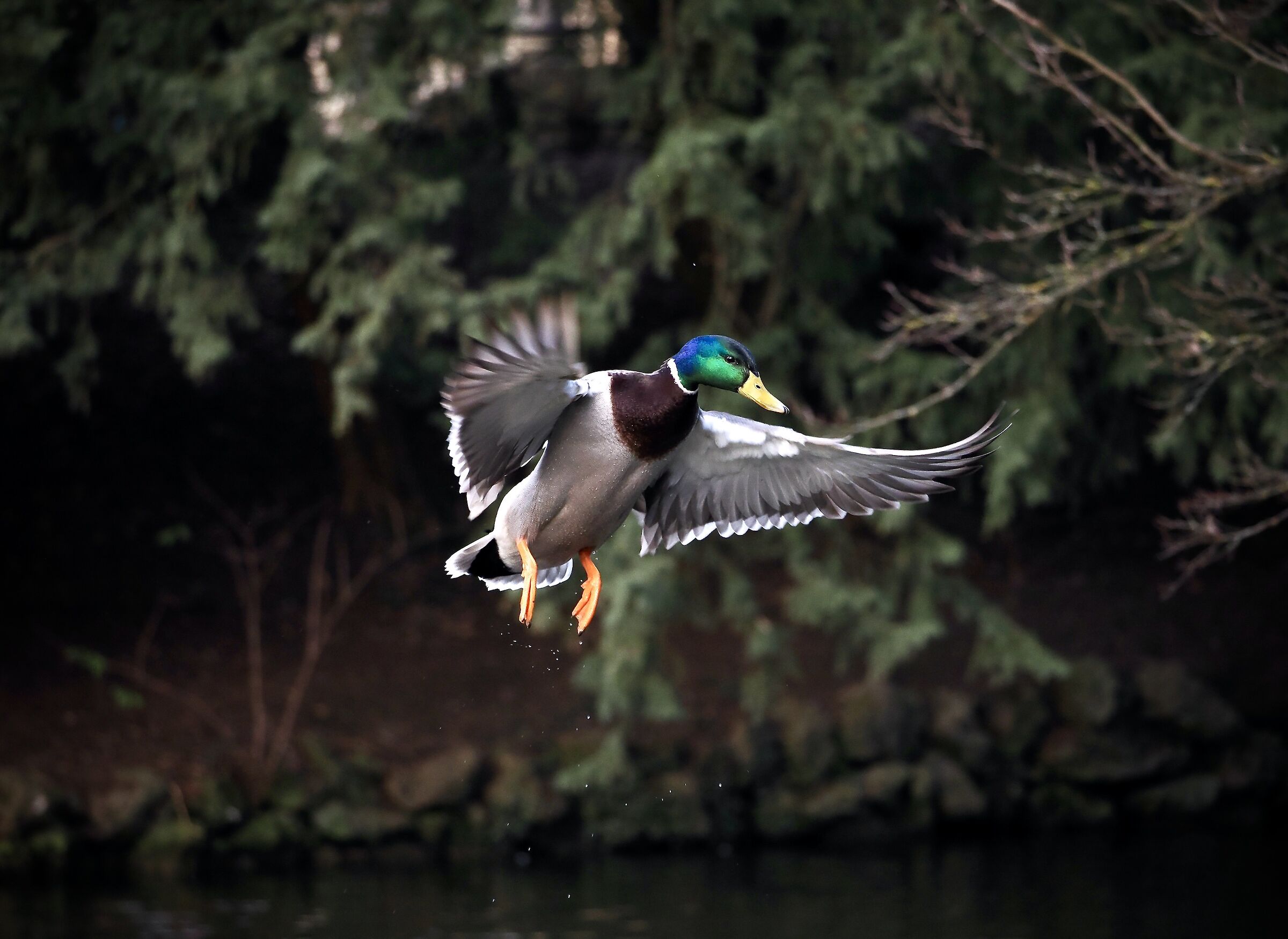 Mallard