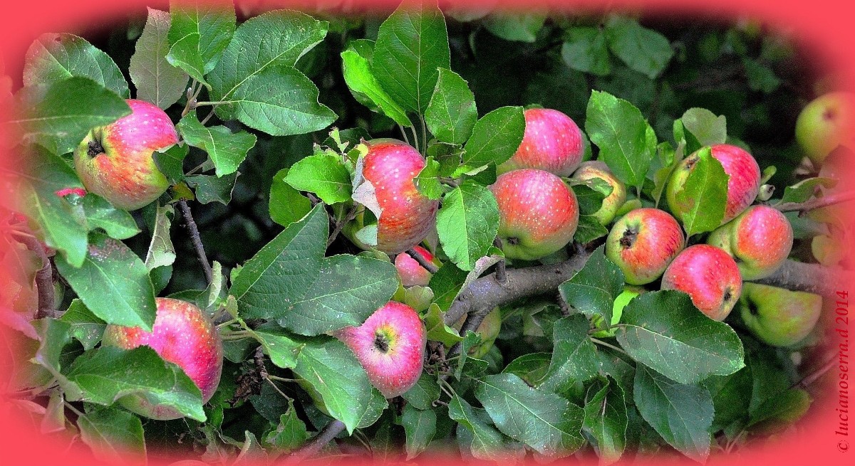 Wild red rennet apples