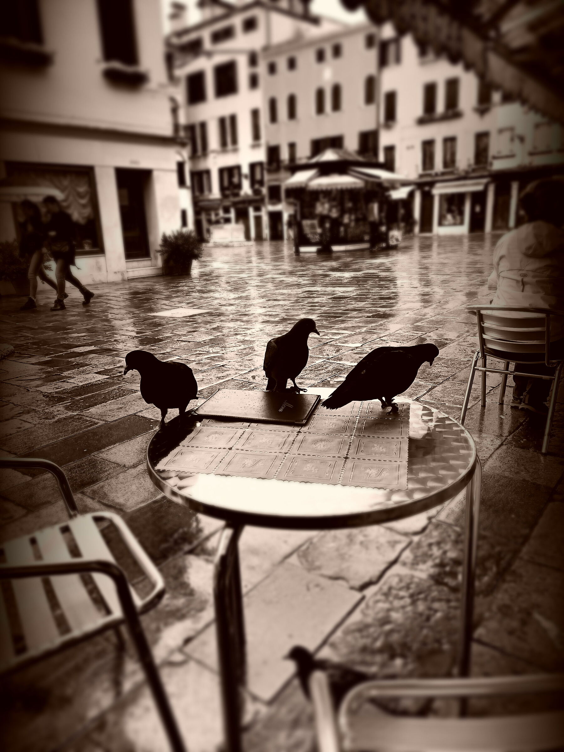 Venzia piccioni