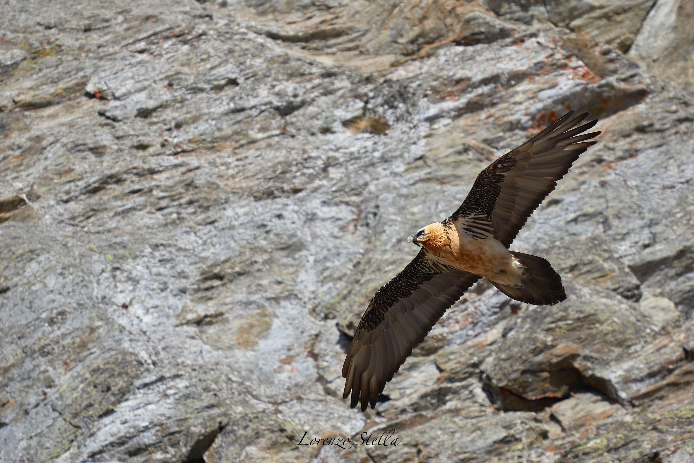 Bearded vulture