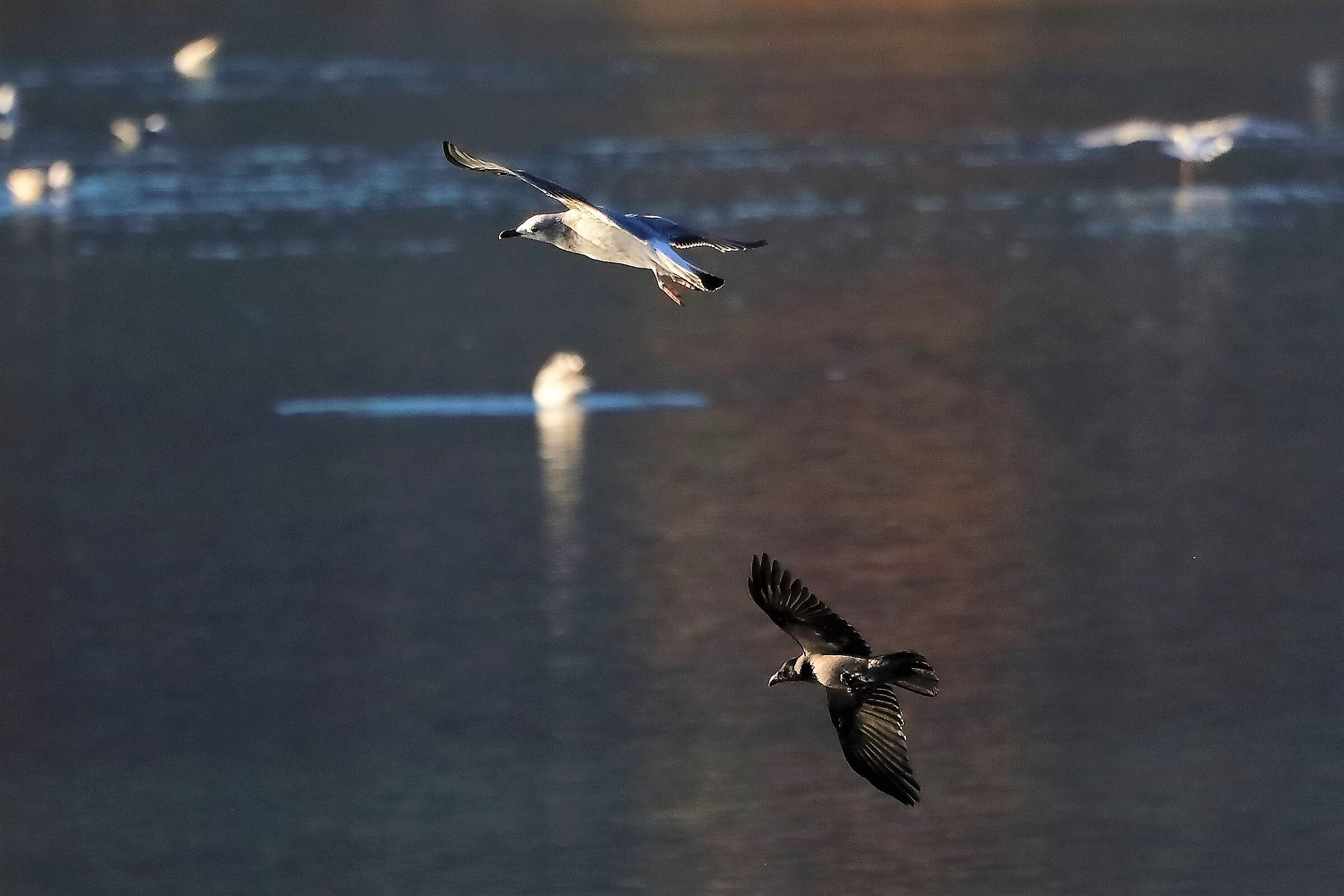 Gabbiano reale 24-11-2022