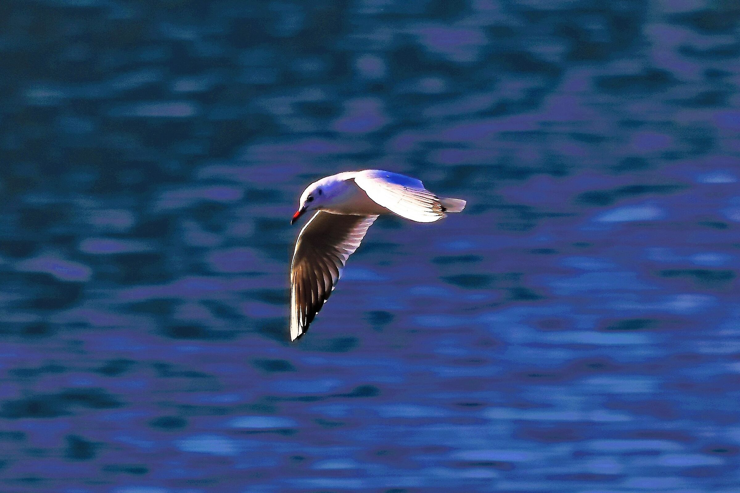 gabbiano terrestre 24-11-2022