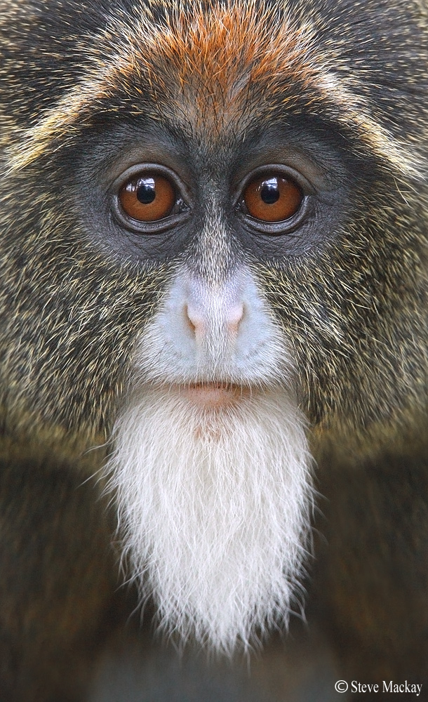 De Brazza's monkey (captive)
