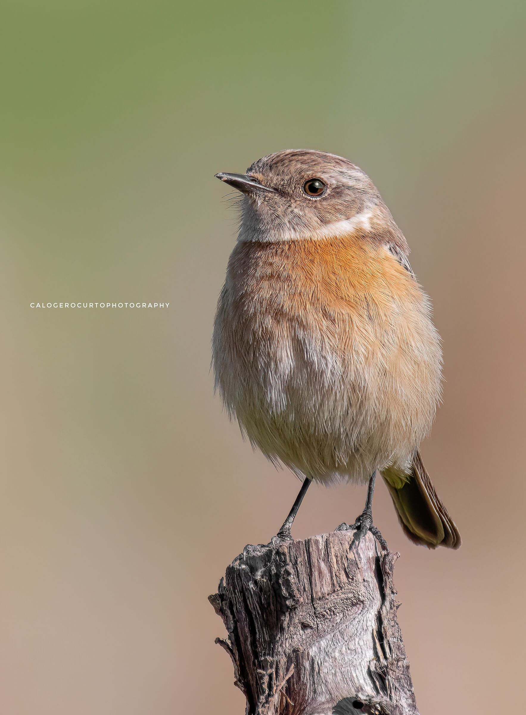 Saltimpalo Female(no crop)