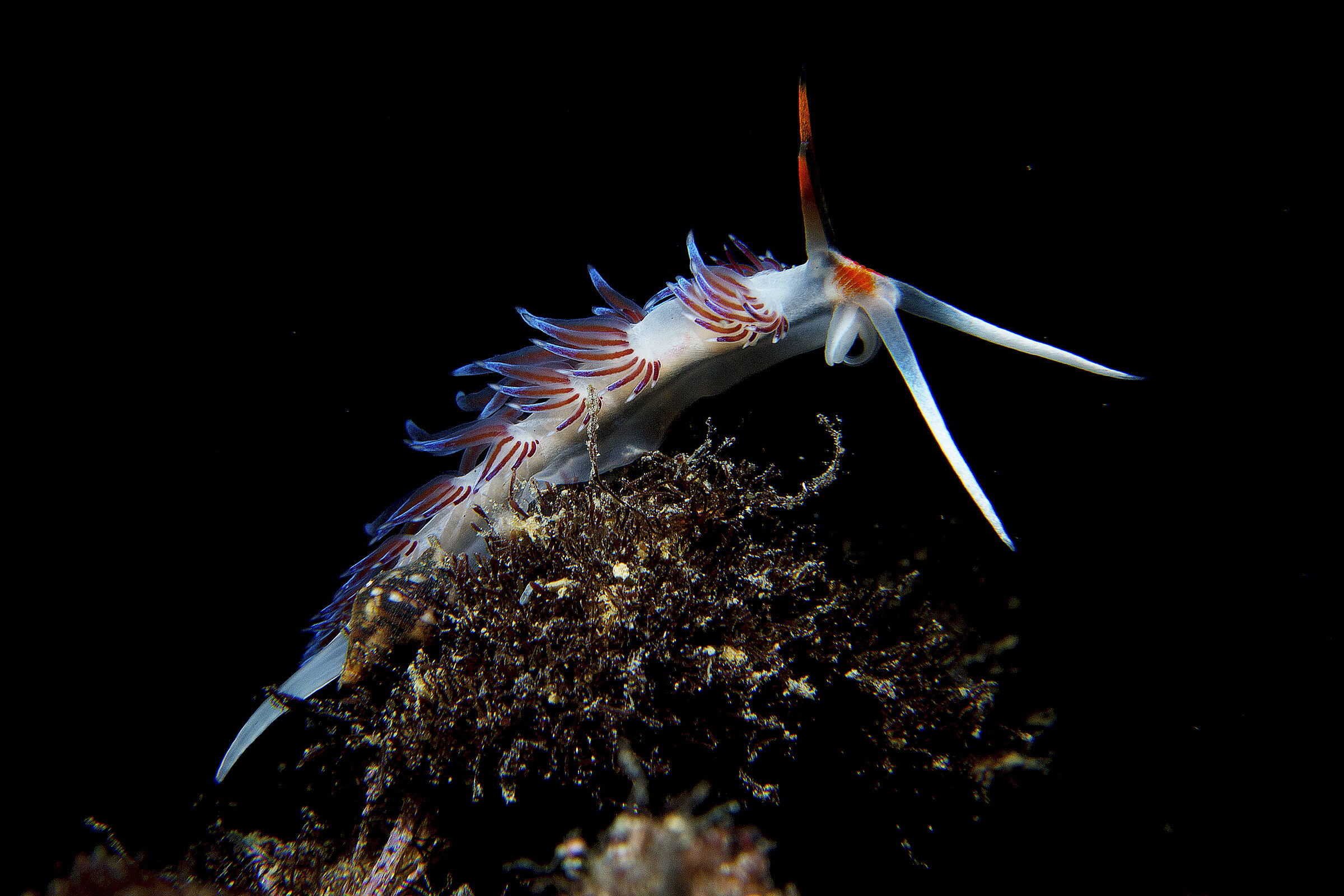 Cratena peregrina