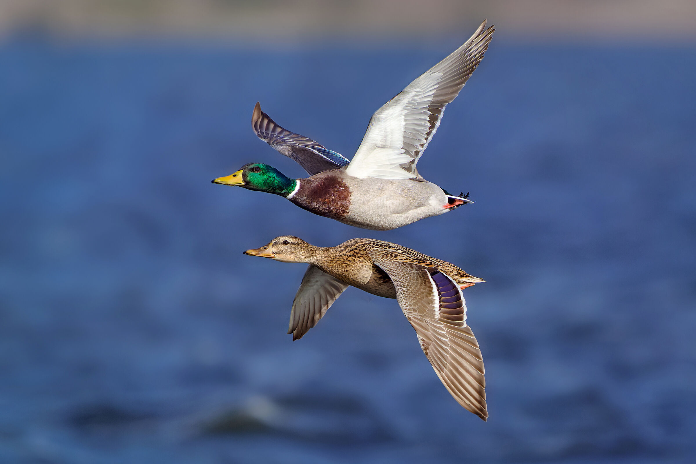 Volo sincrono