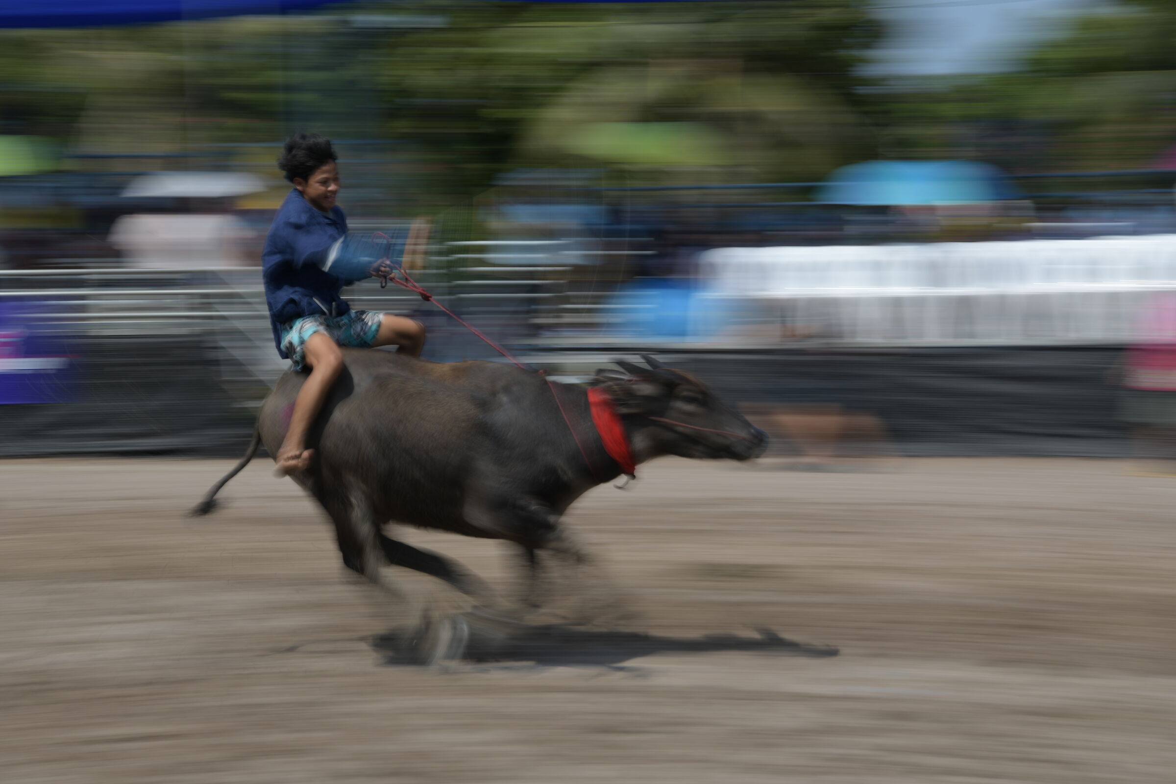 Buffalo race - Chonburi, Thailand