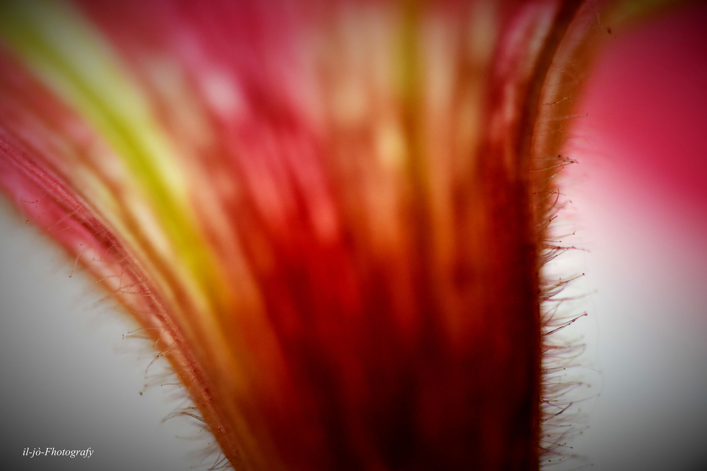 Untitled Photo