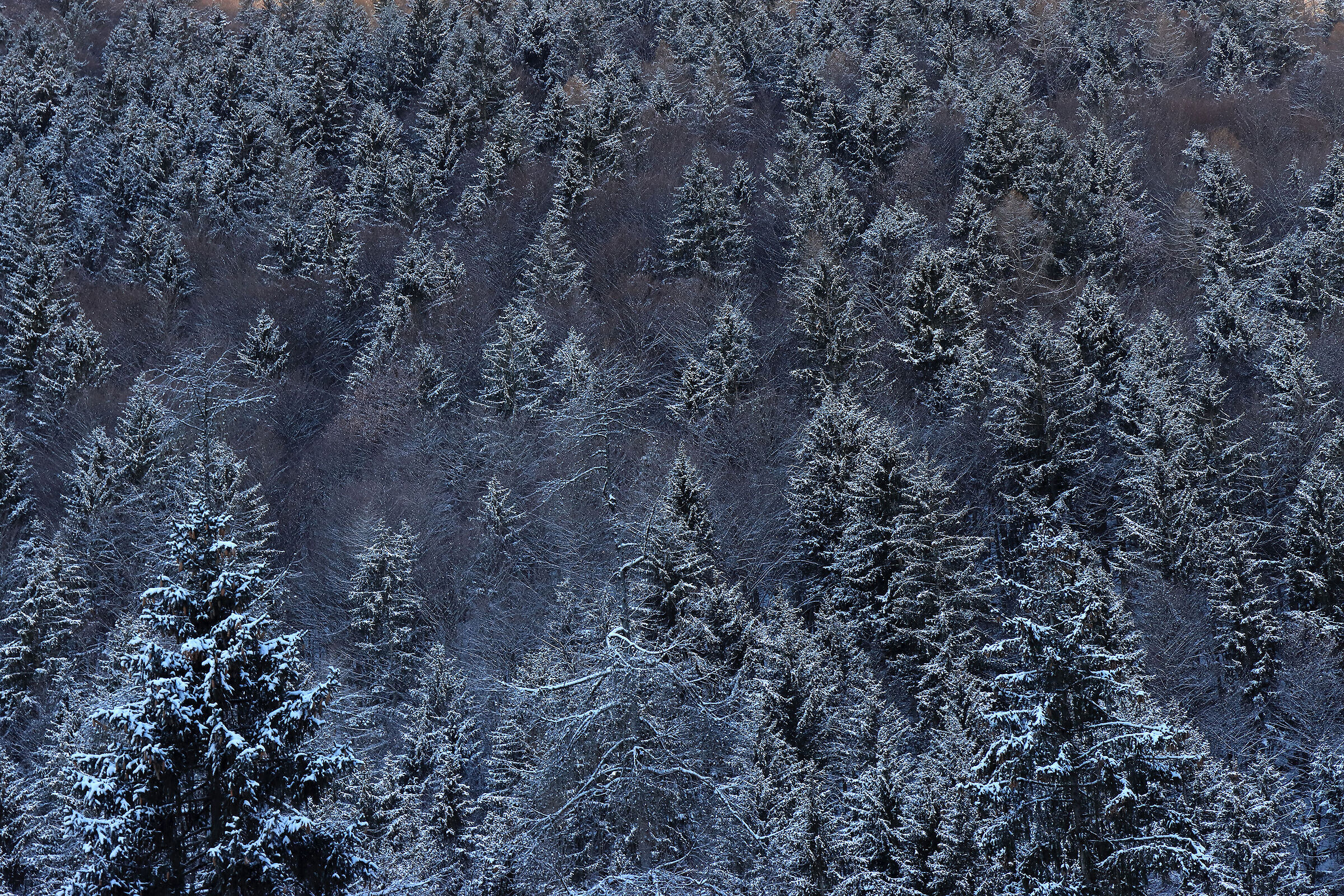 -   abeti & faggi   -