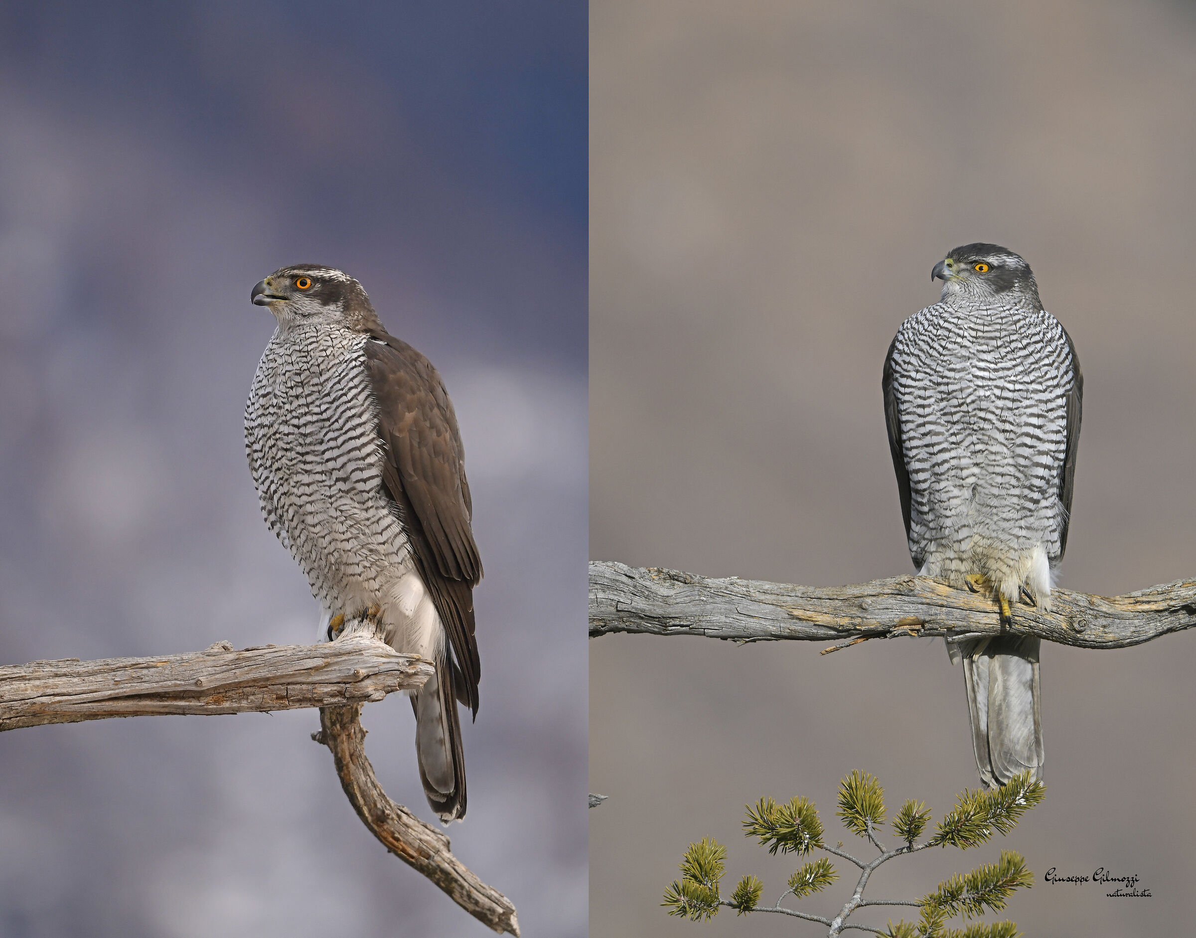 Goshawk