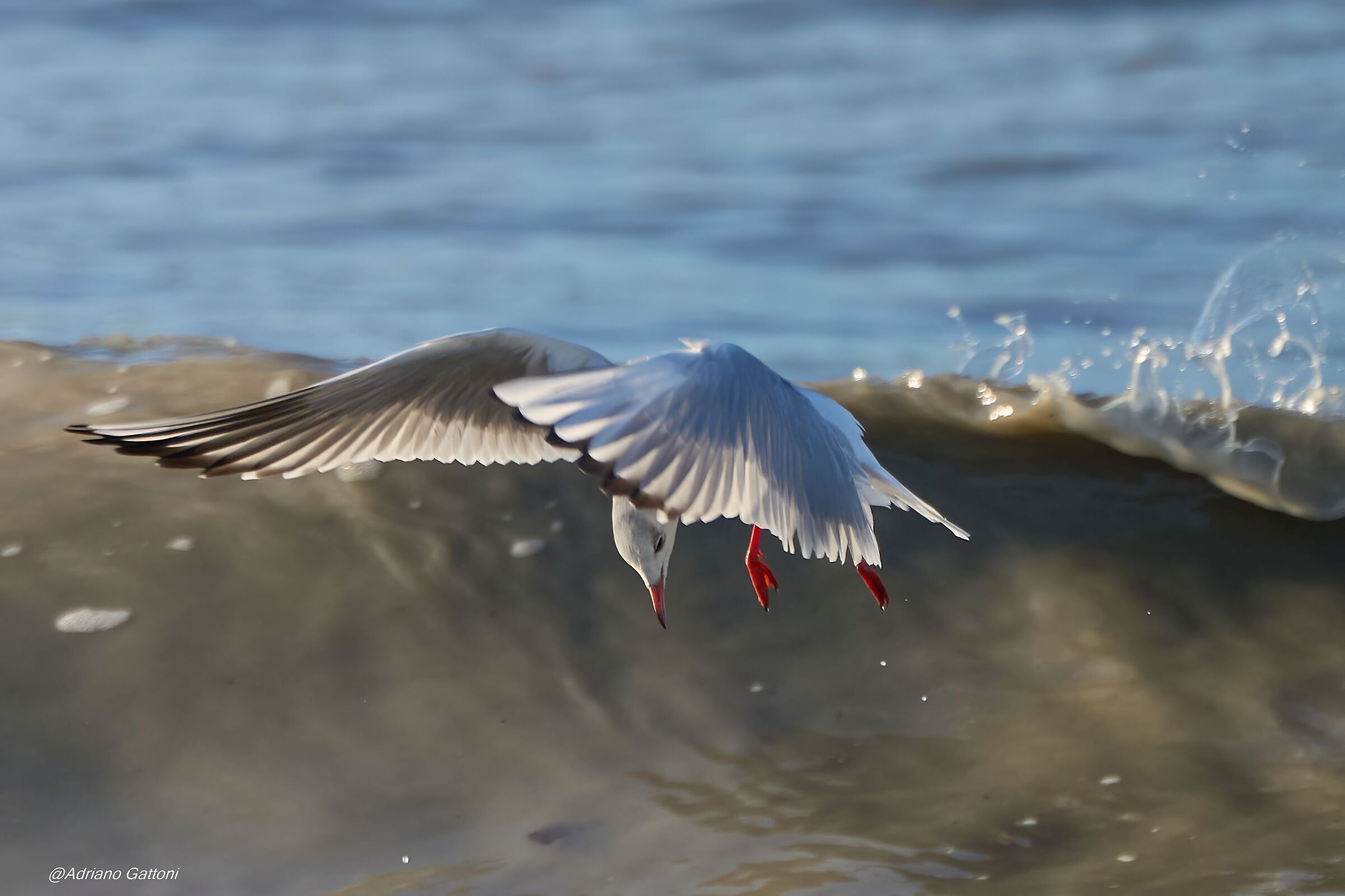 La gabbianella ed il mare