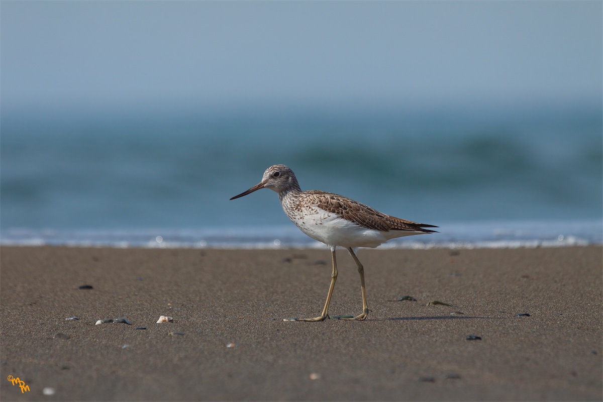 Greenshank