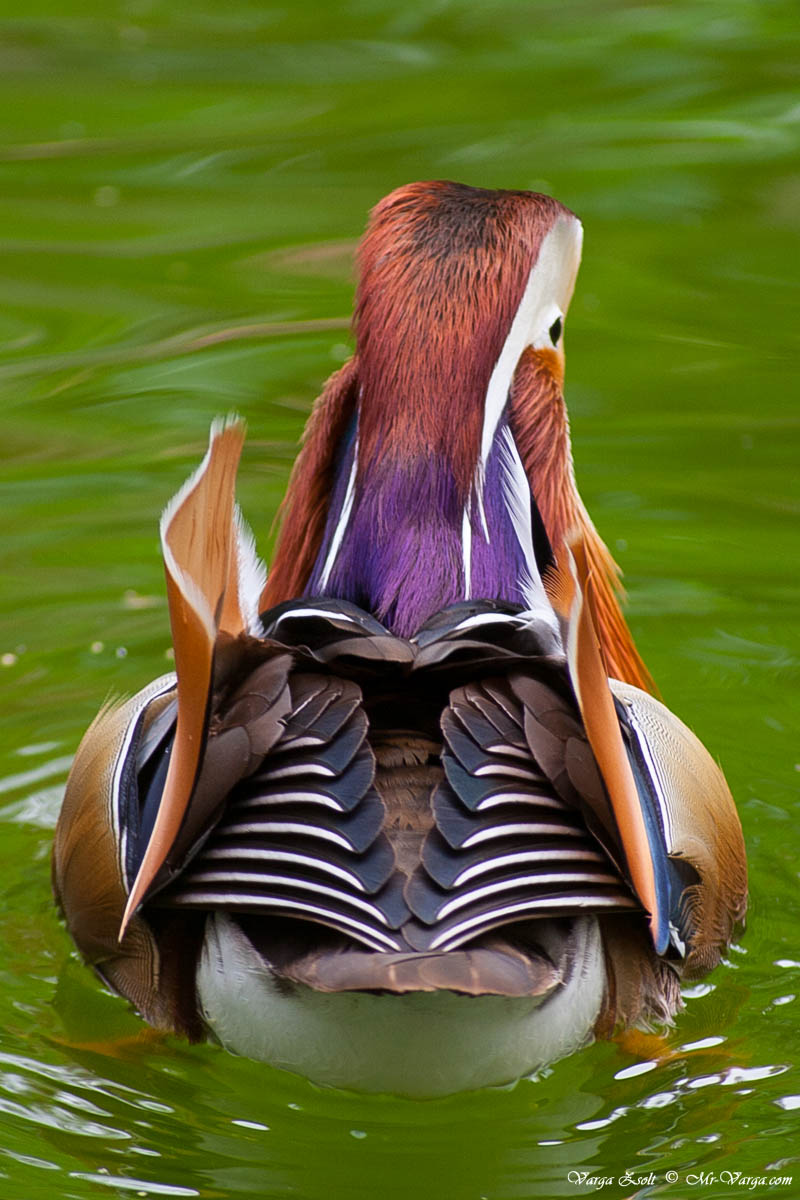 The rear of the Mandarin