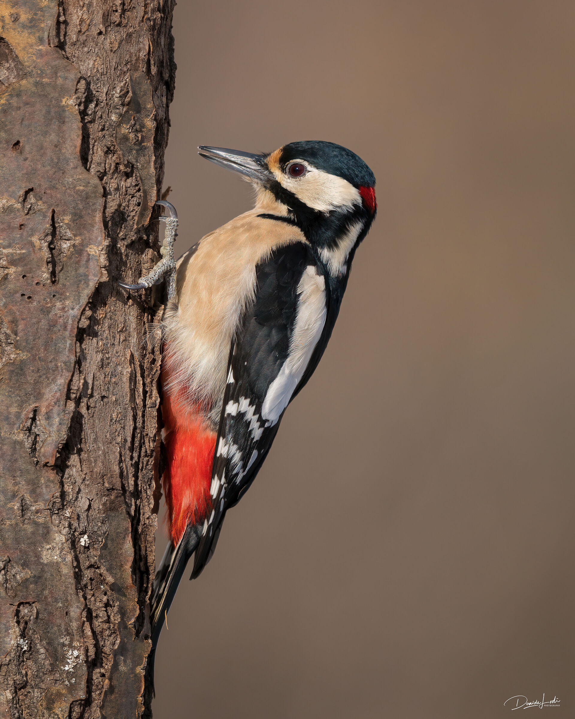 Greater spotted woodpecker