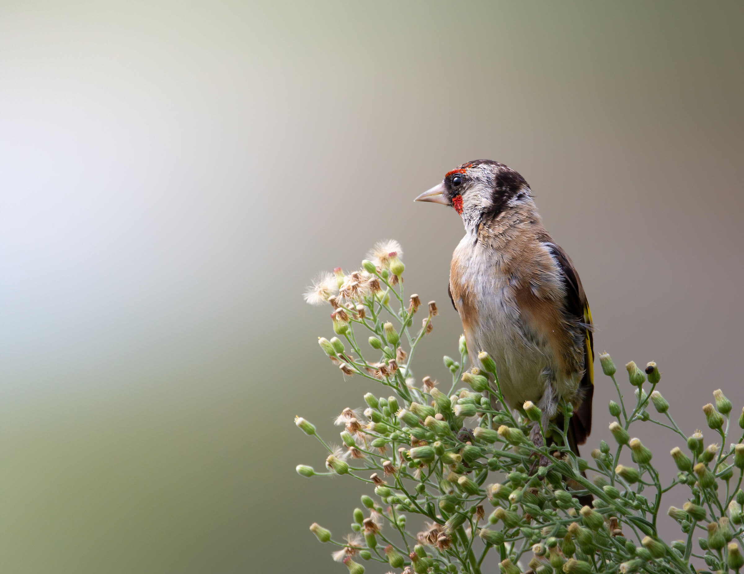 Thoughtful goldfinch