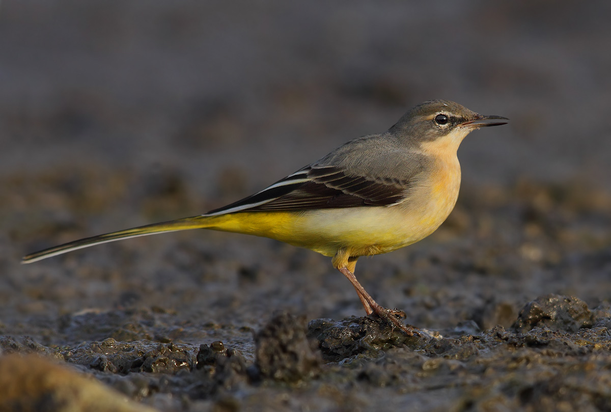 Grey Wagtail
