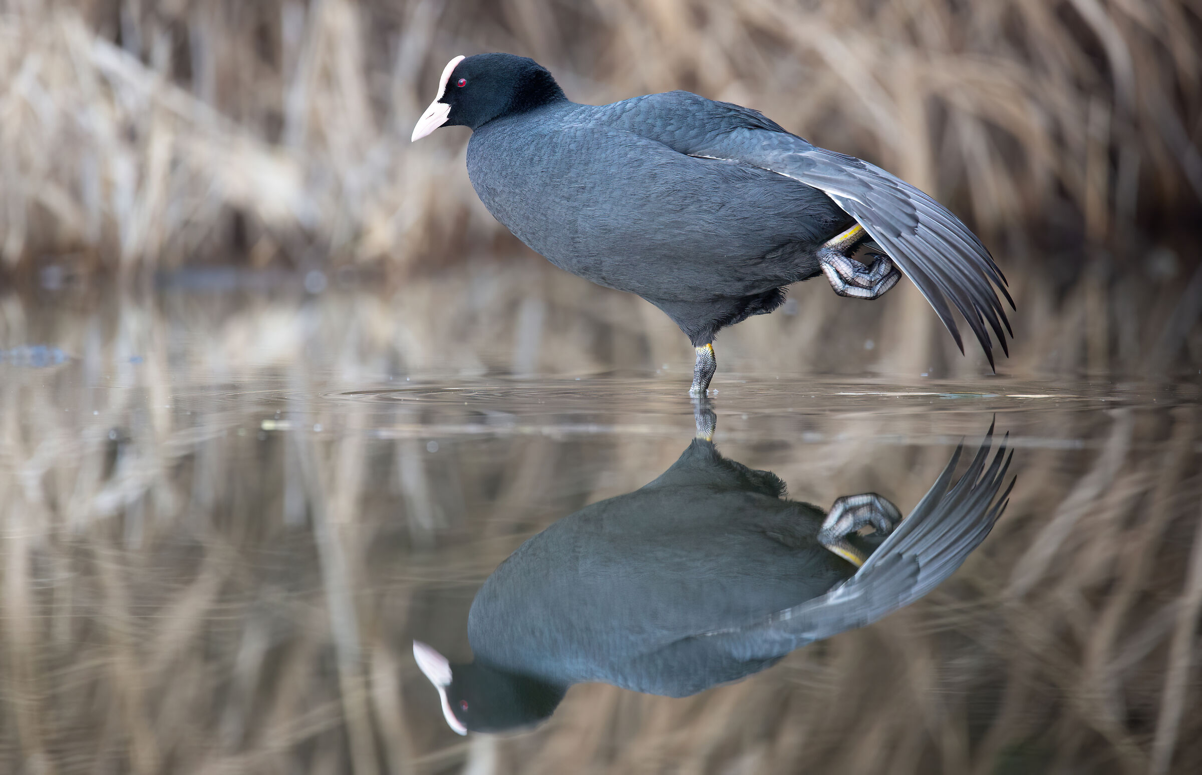 The "Wolverine" of the coots