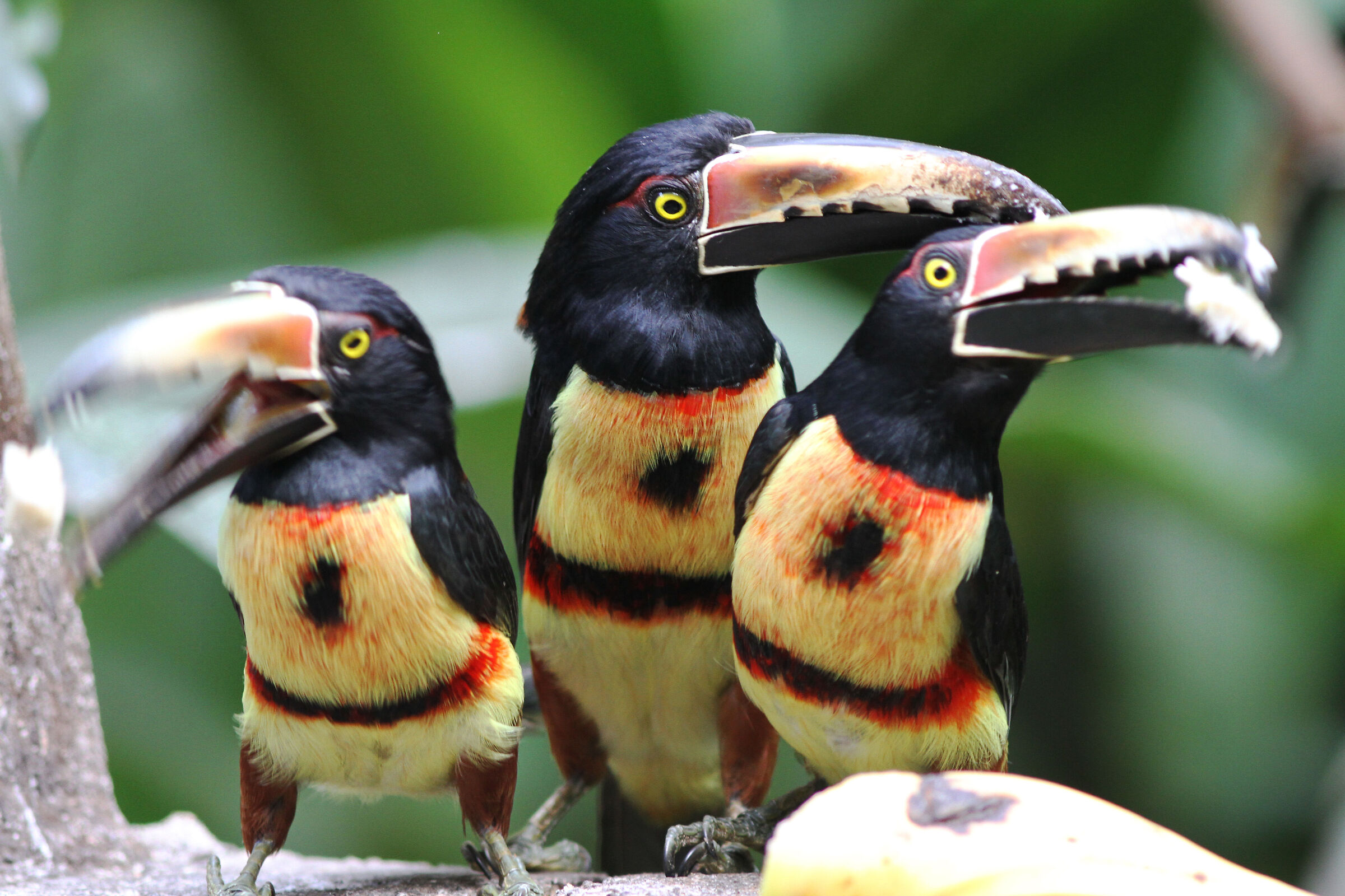 Collared Aracari, Tucanillo collarejo Lunch Break