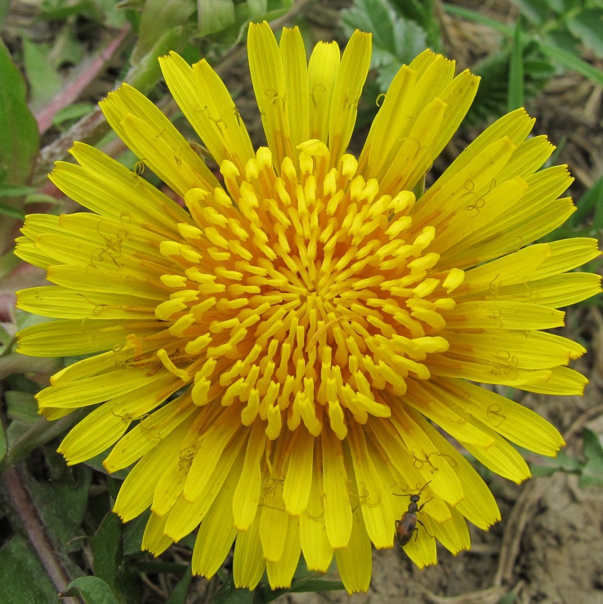 Mandala primavernale (spring mandala)
