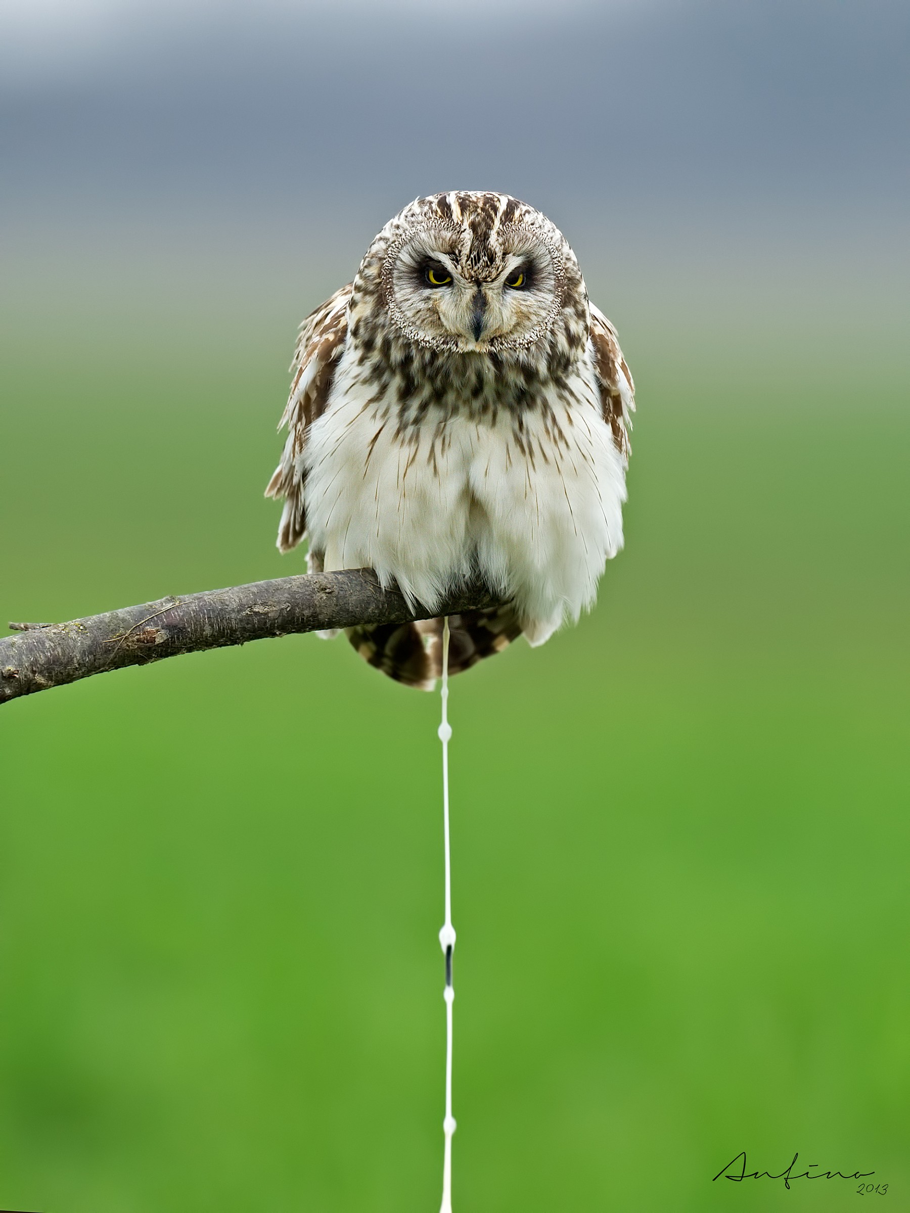 Short-eared Owl