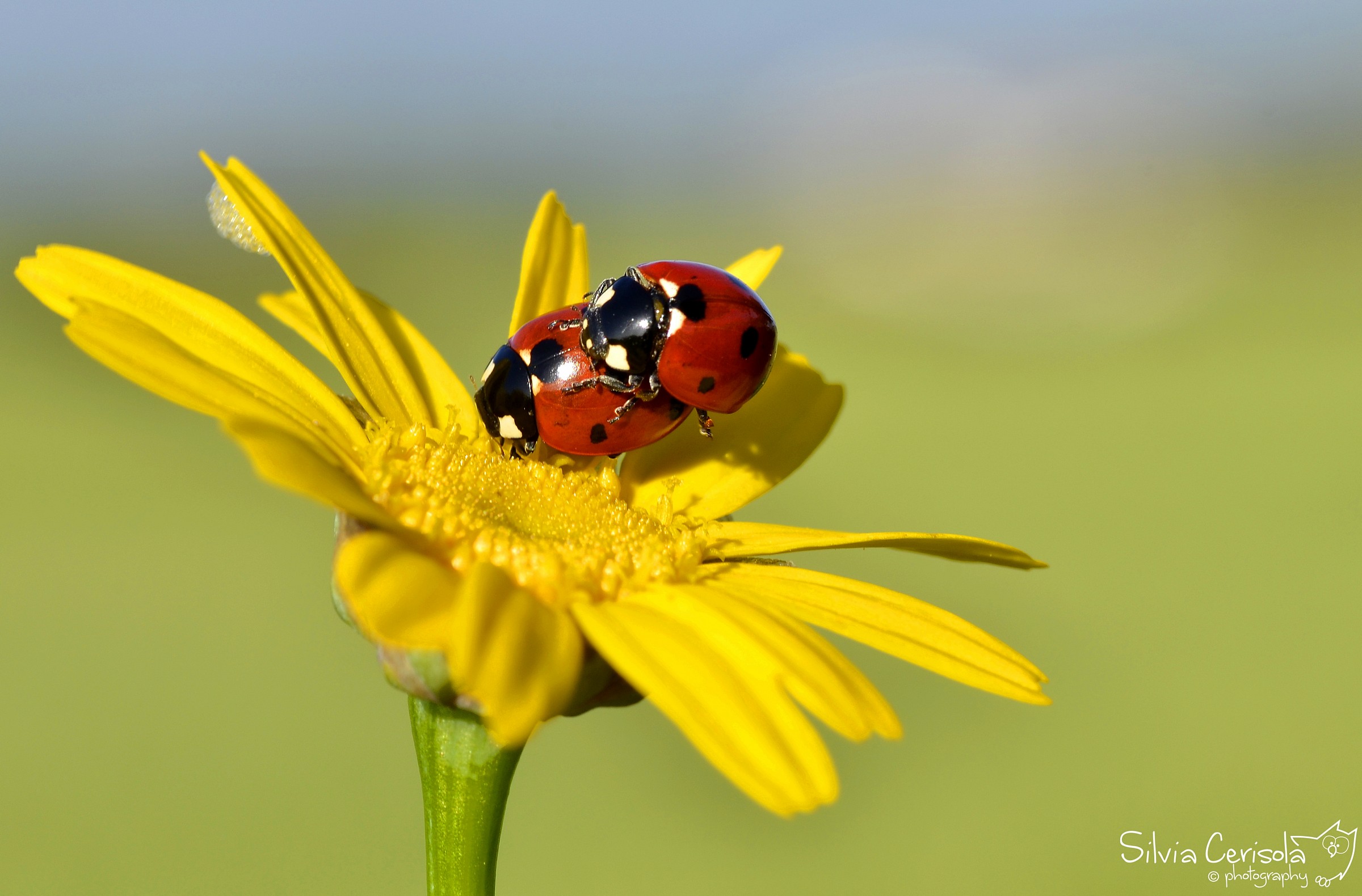 Ladybugs in love
