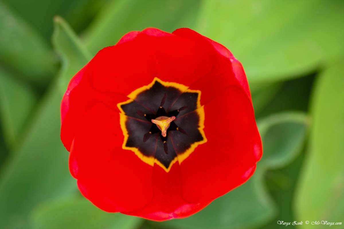 Red tulip