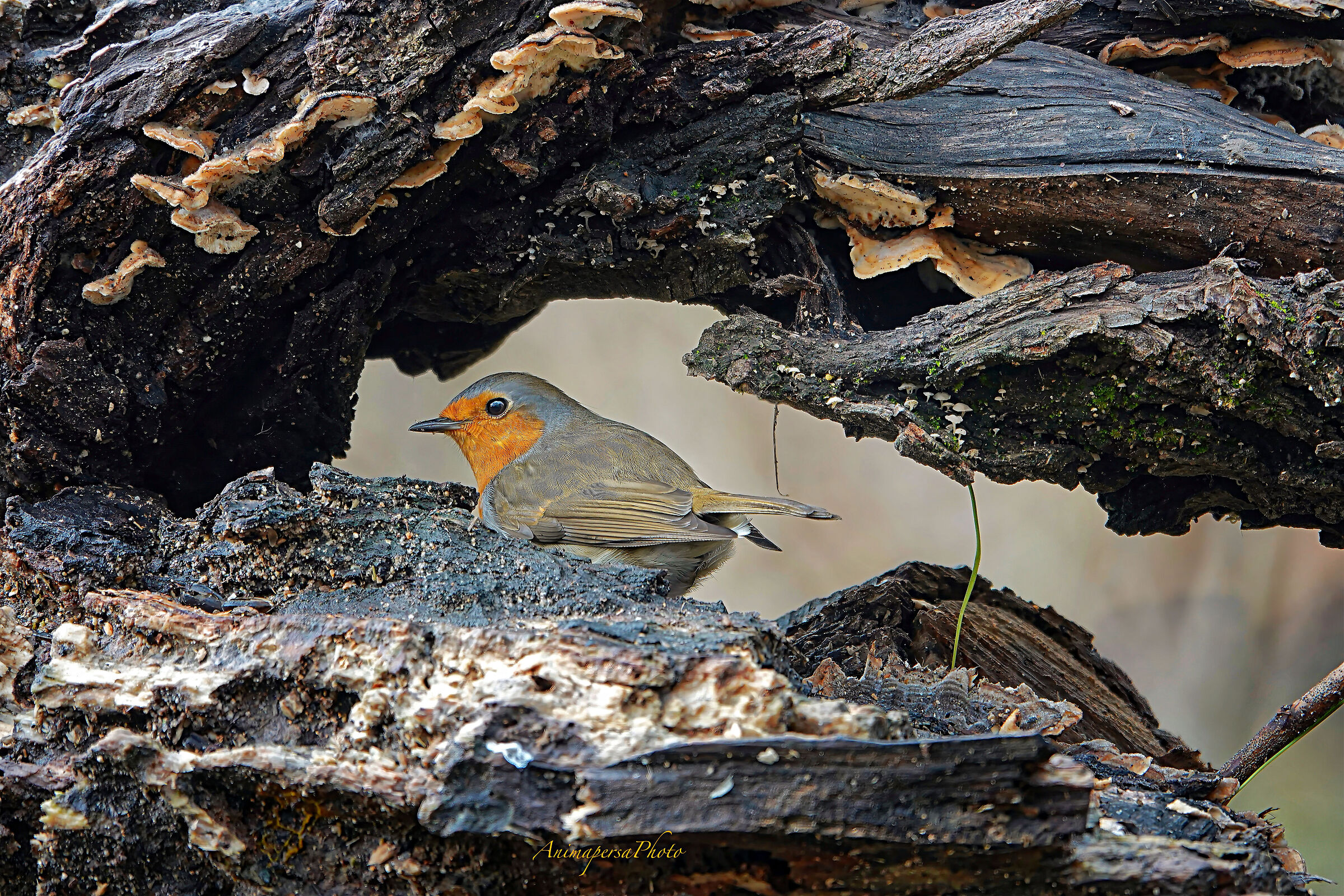 La casa del pettirosso