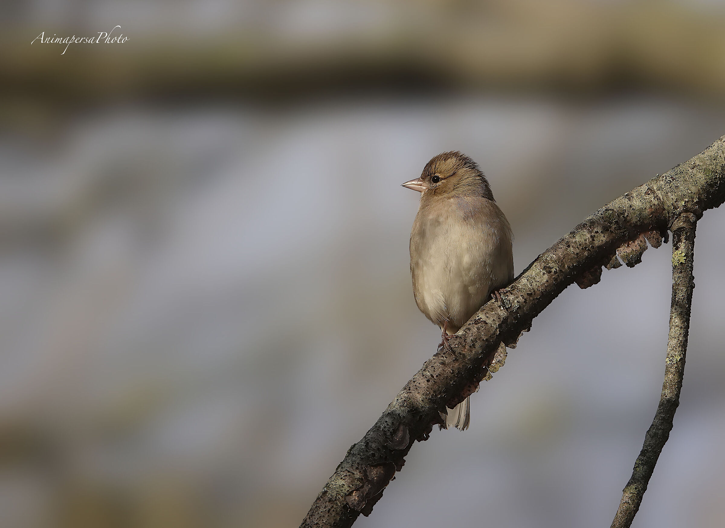 Fringuello in una giornata nebbiosa