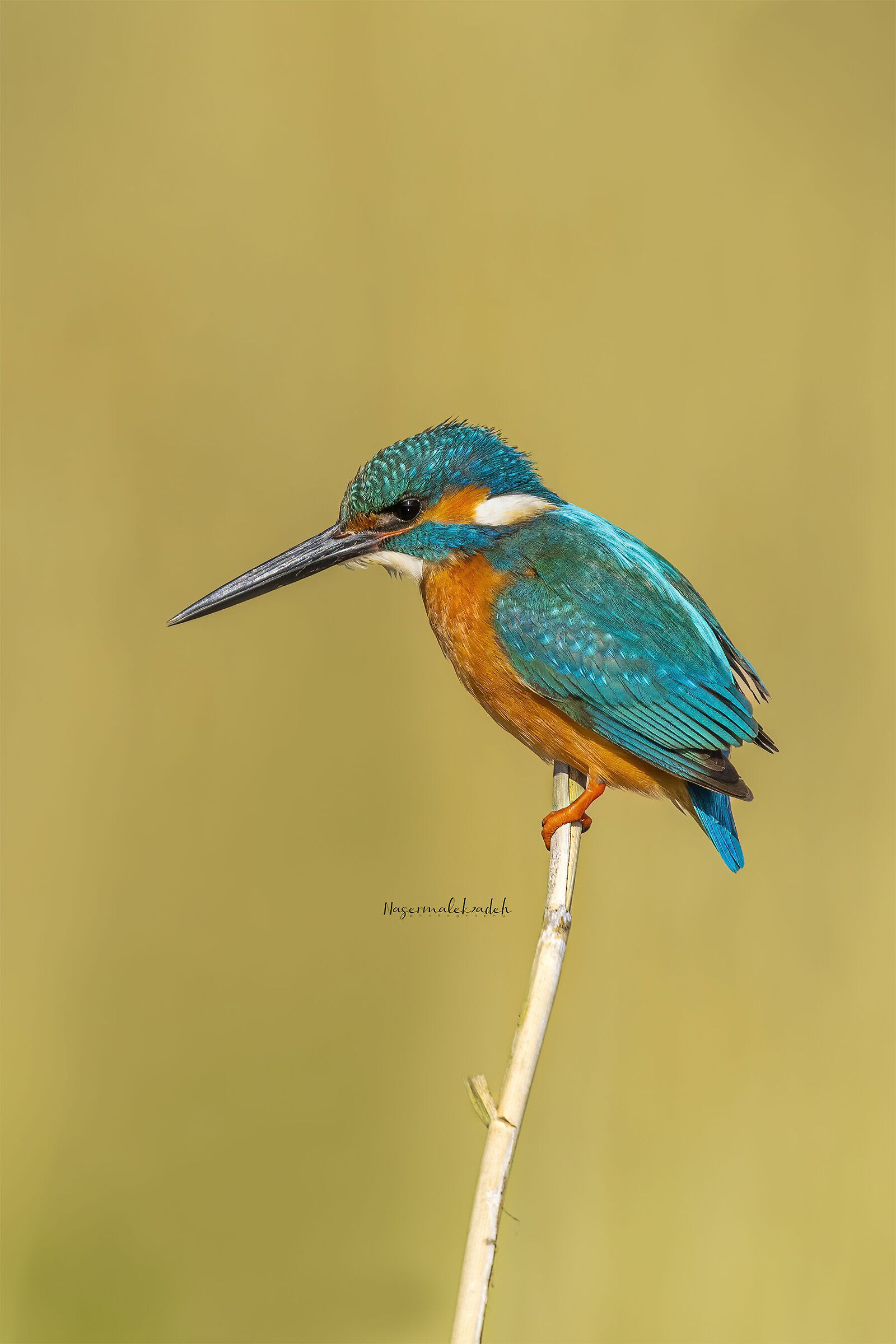 King fisher