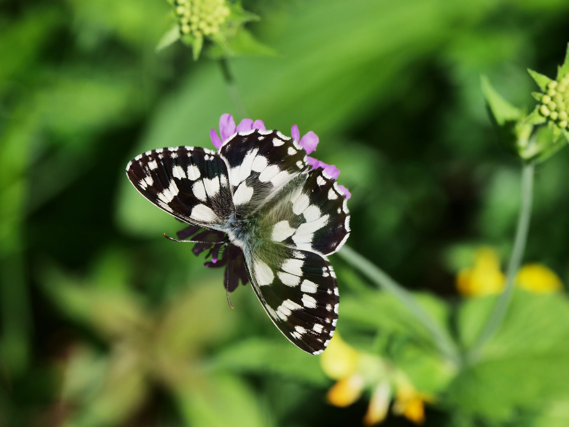 Melanargia galathea