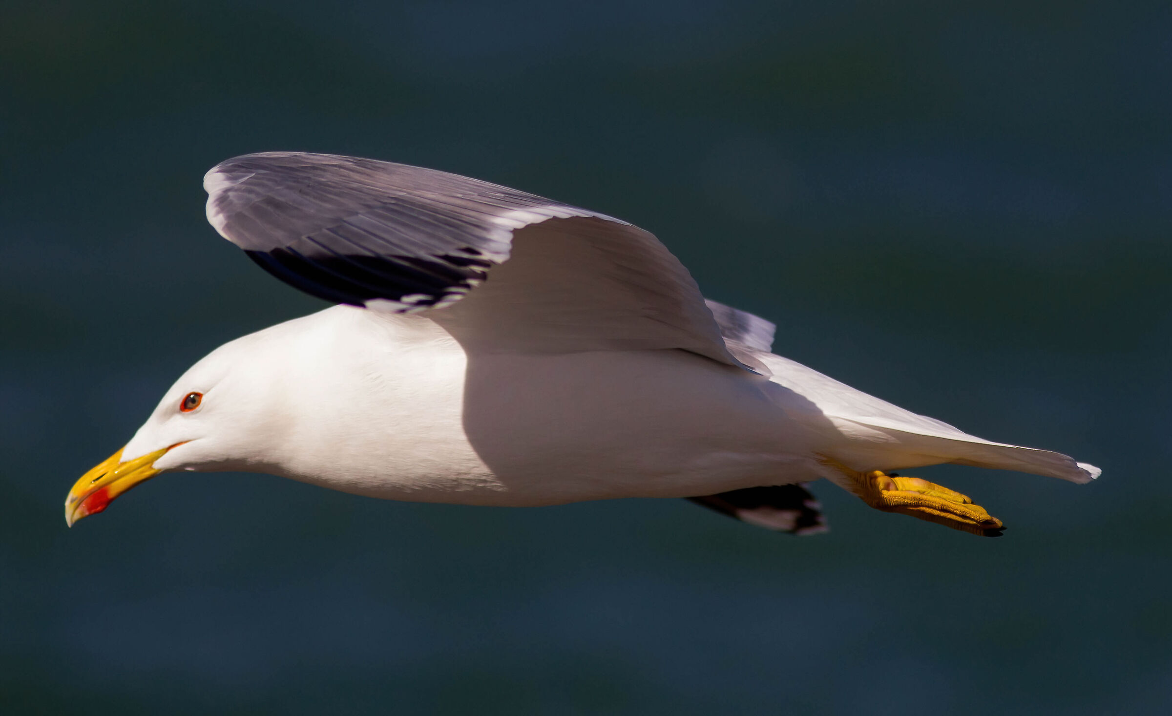 Herring gull