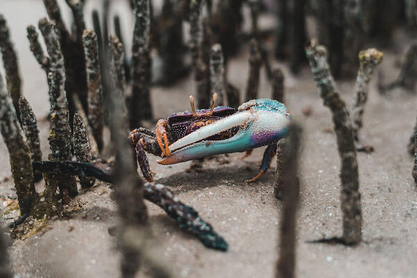 Foto