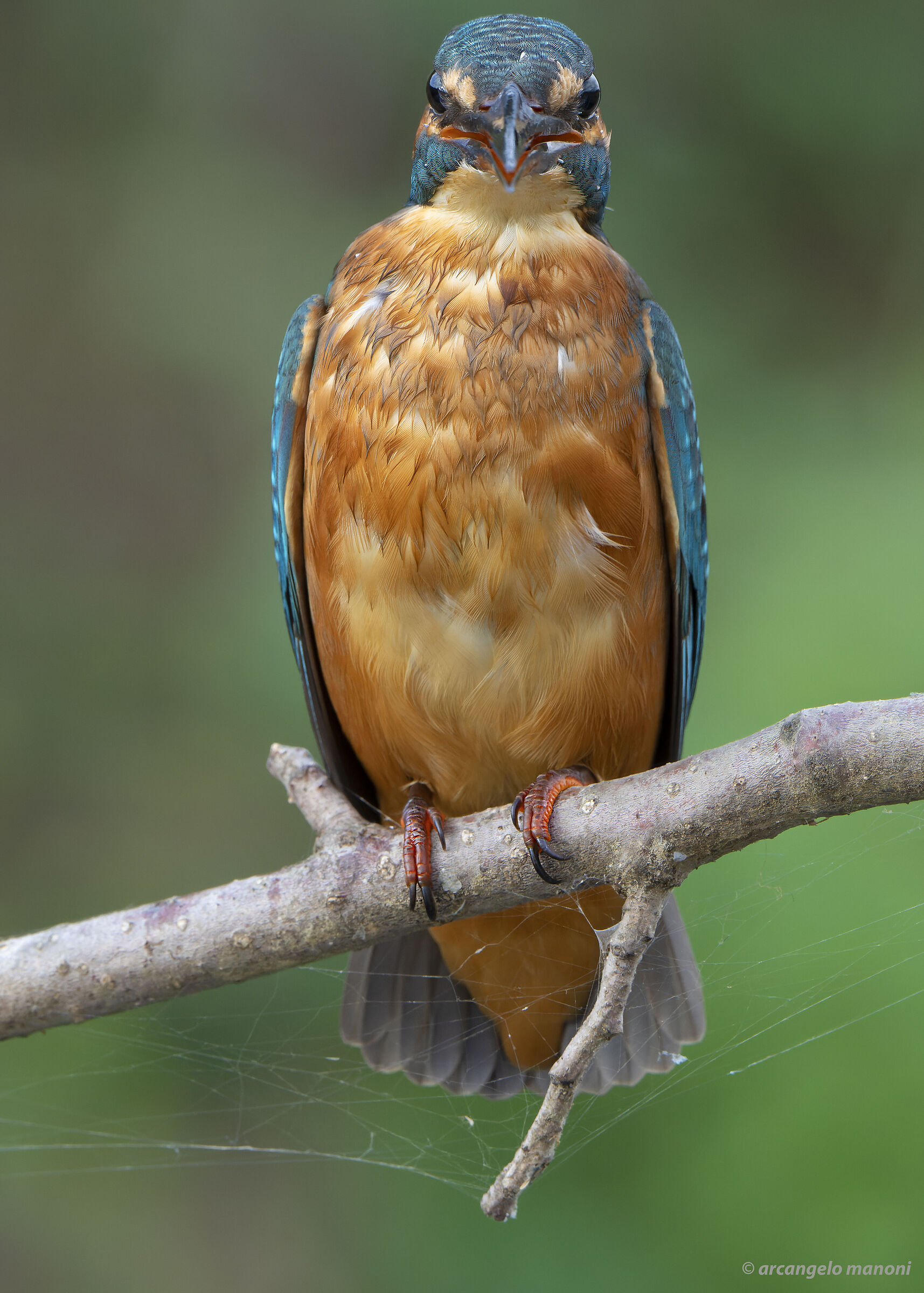 Almost a bird of prey