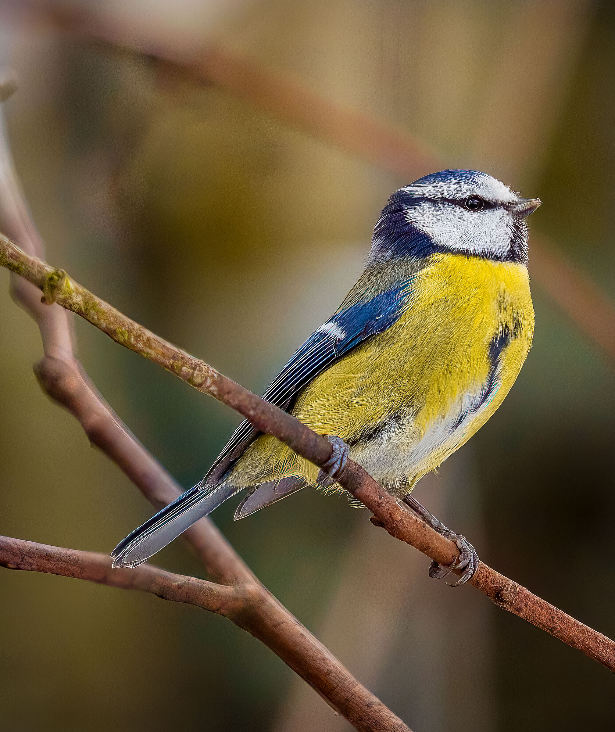 Eurasian blue tit
