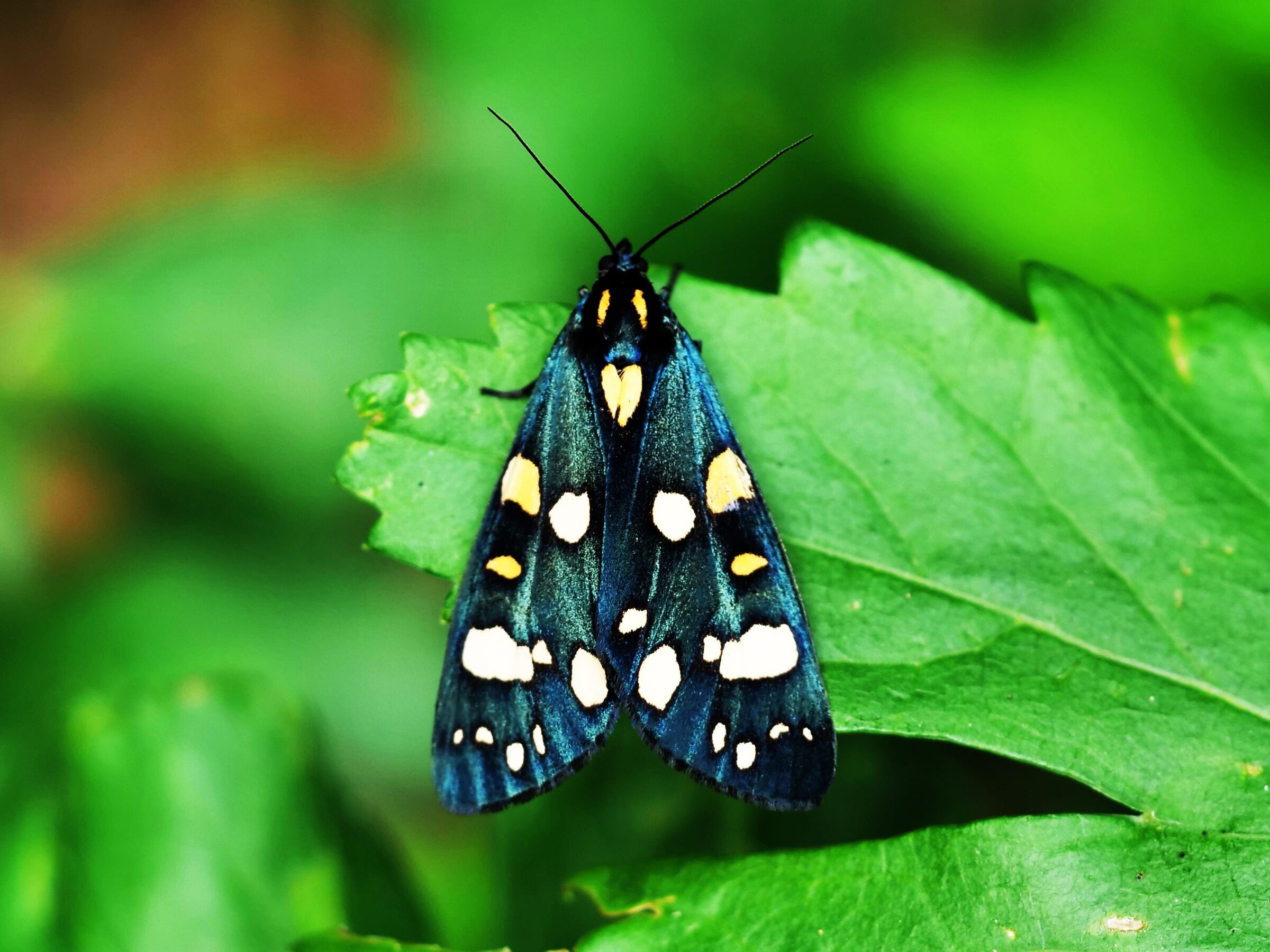 Callimorpha domicula