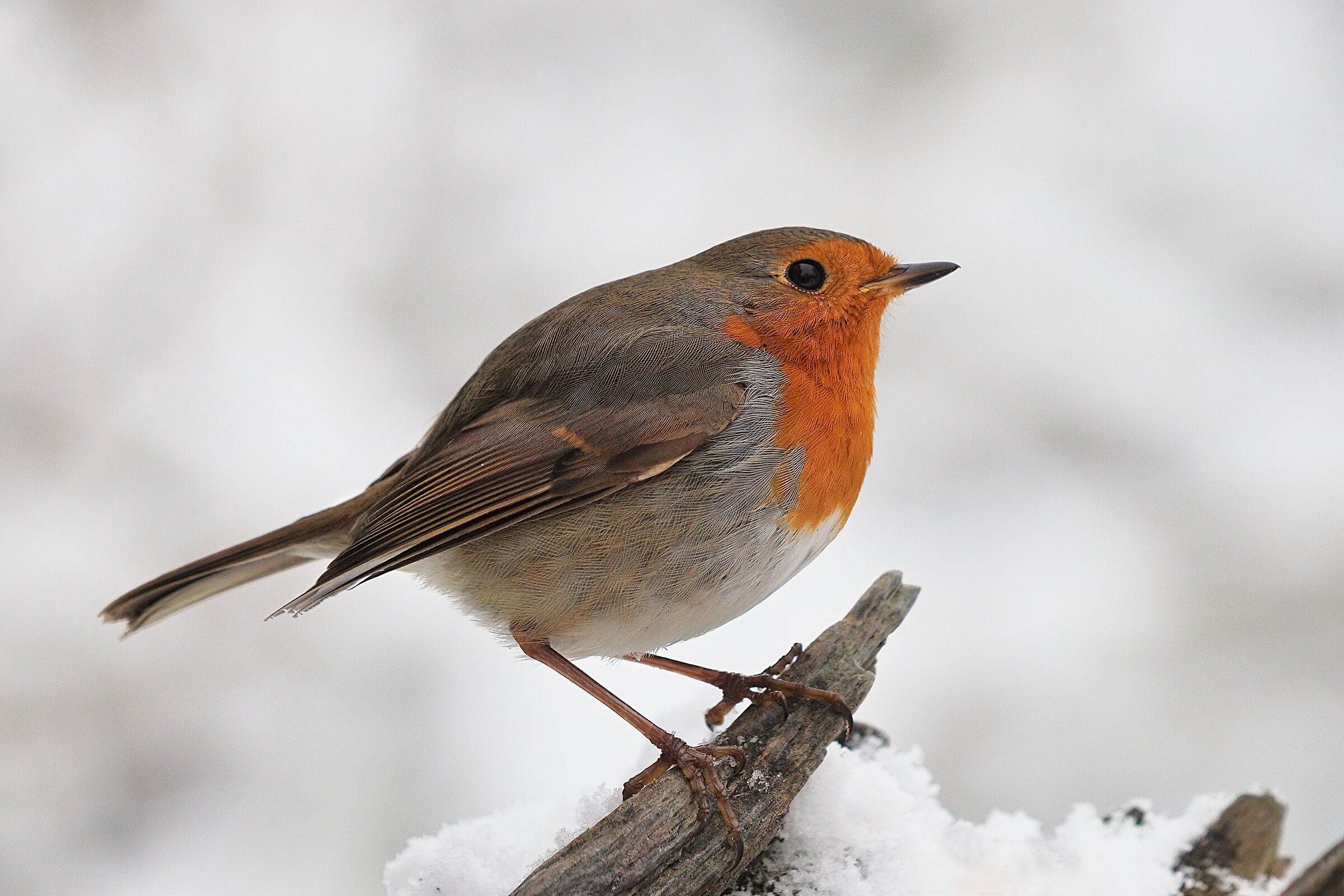 Pettirosso invernale