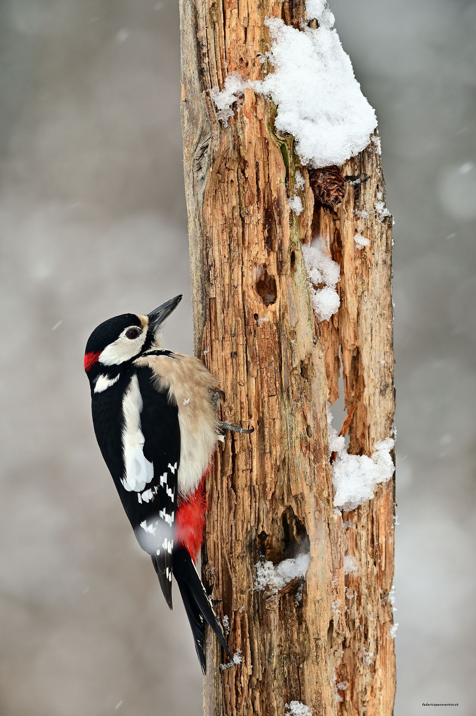Picchio rosso maschio durante la nevicata