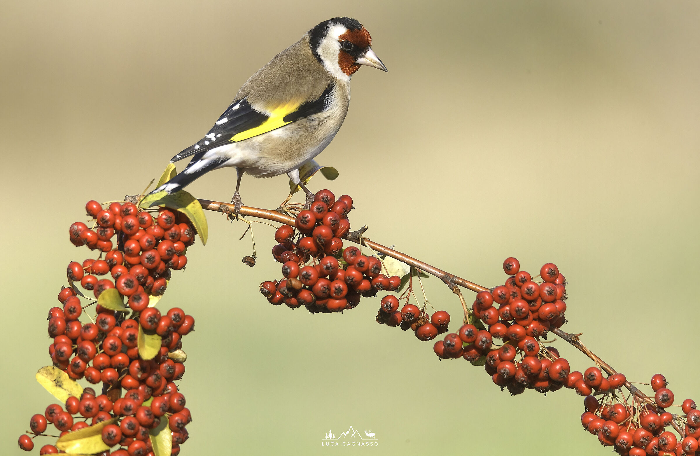 Goldfinch 02