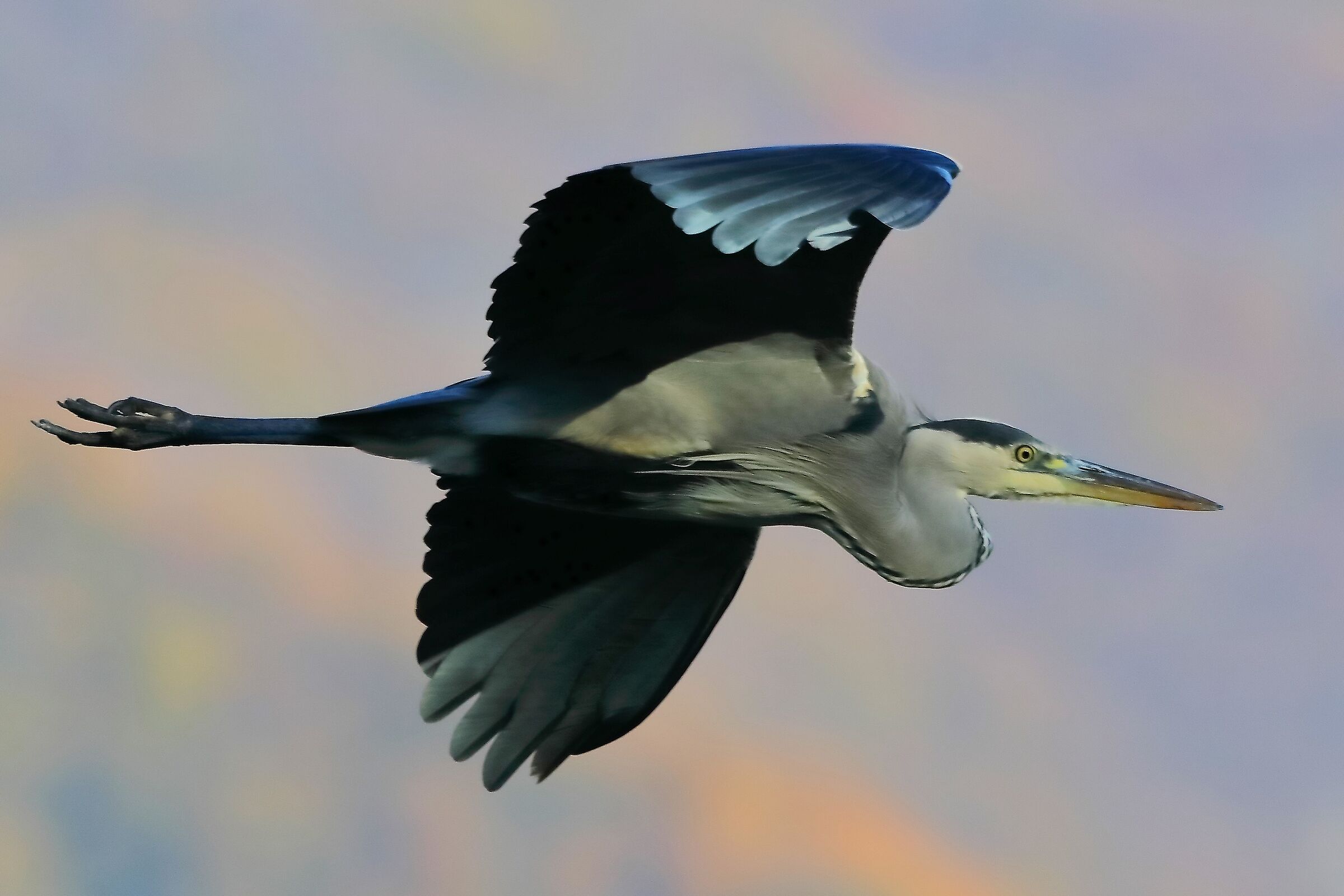 Cenerino novembre 2022