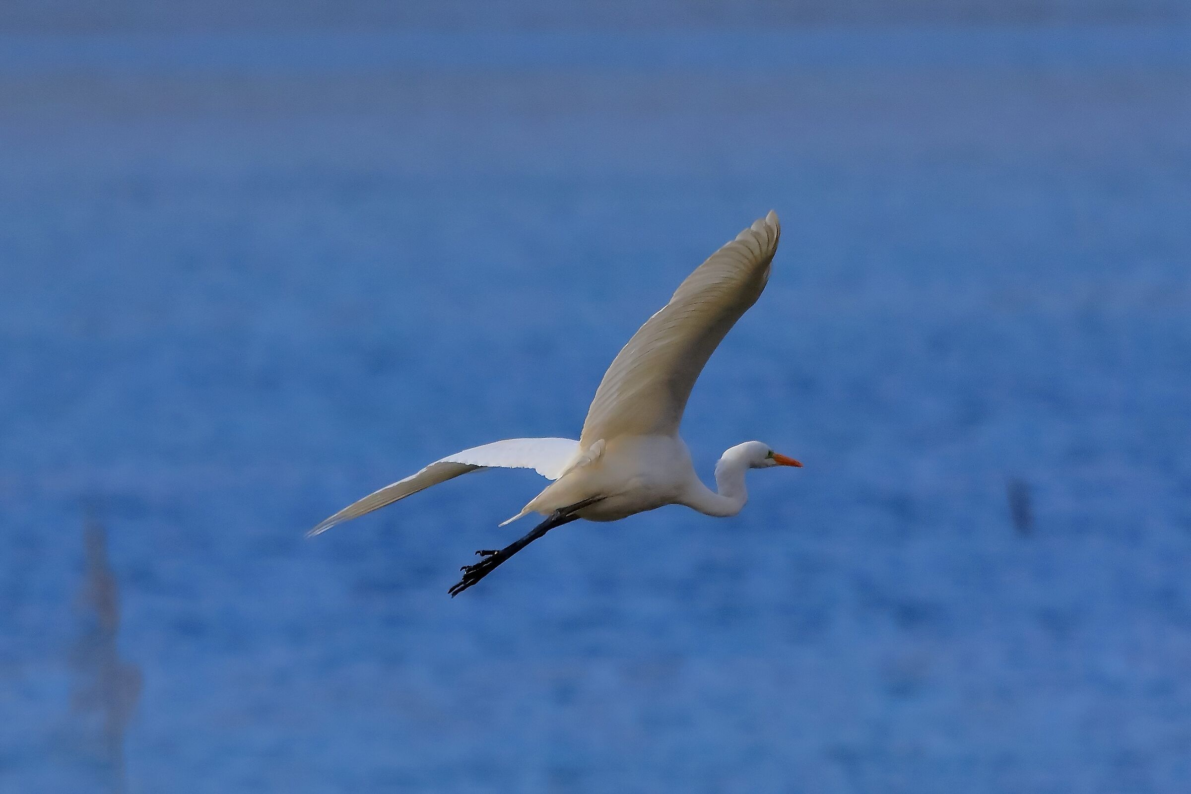 Airone BM 27-11-2022