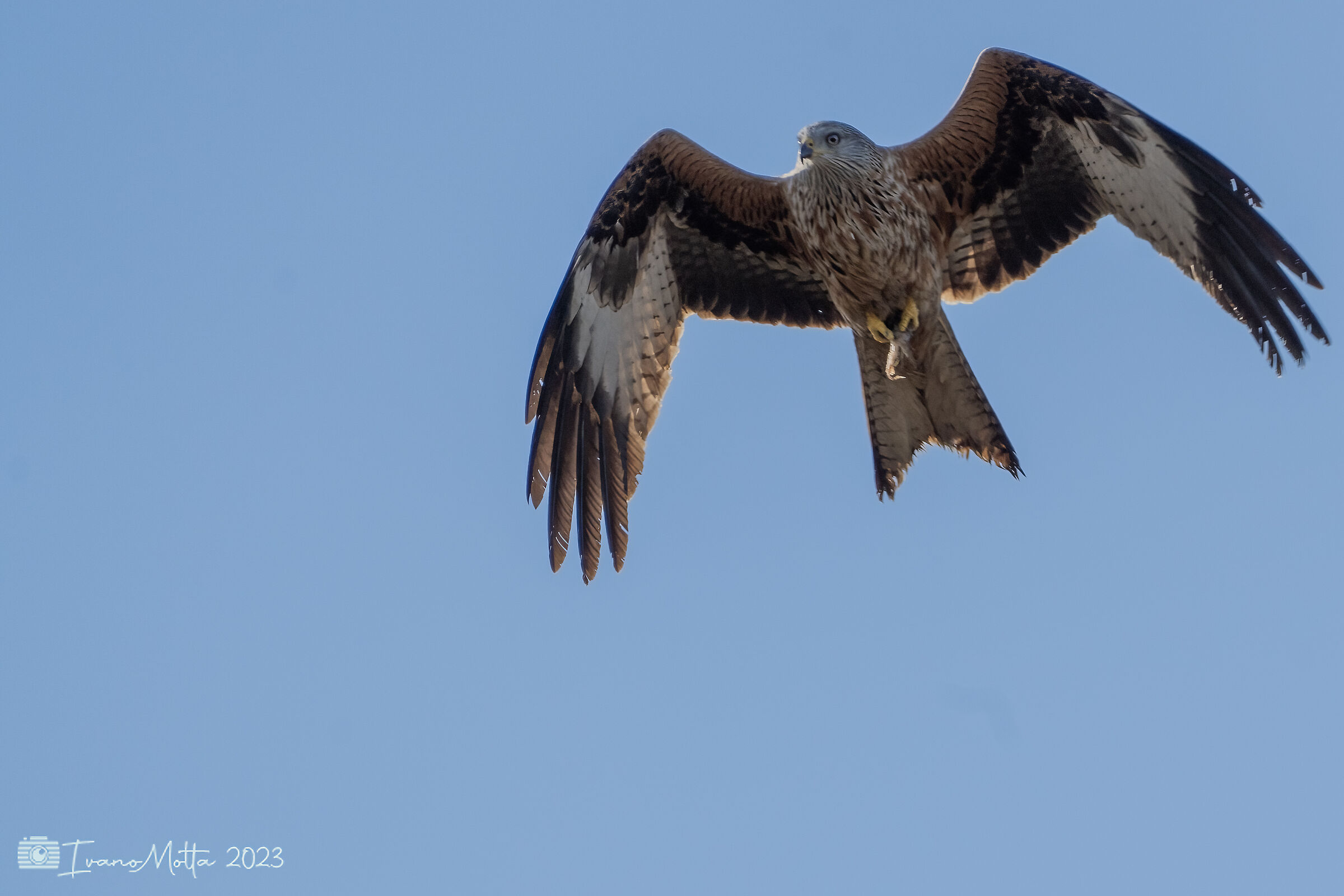 Red kite