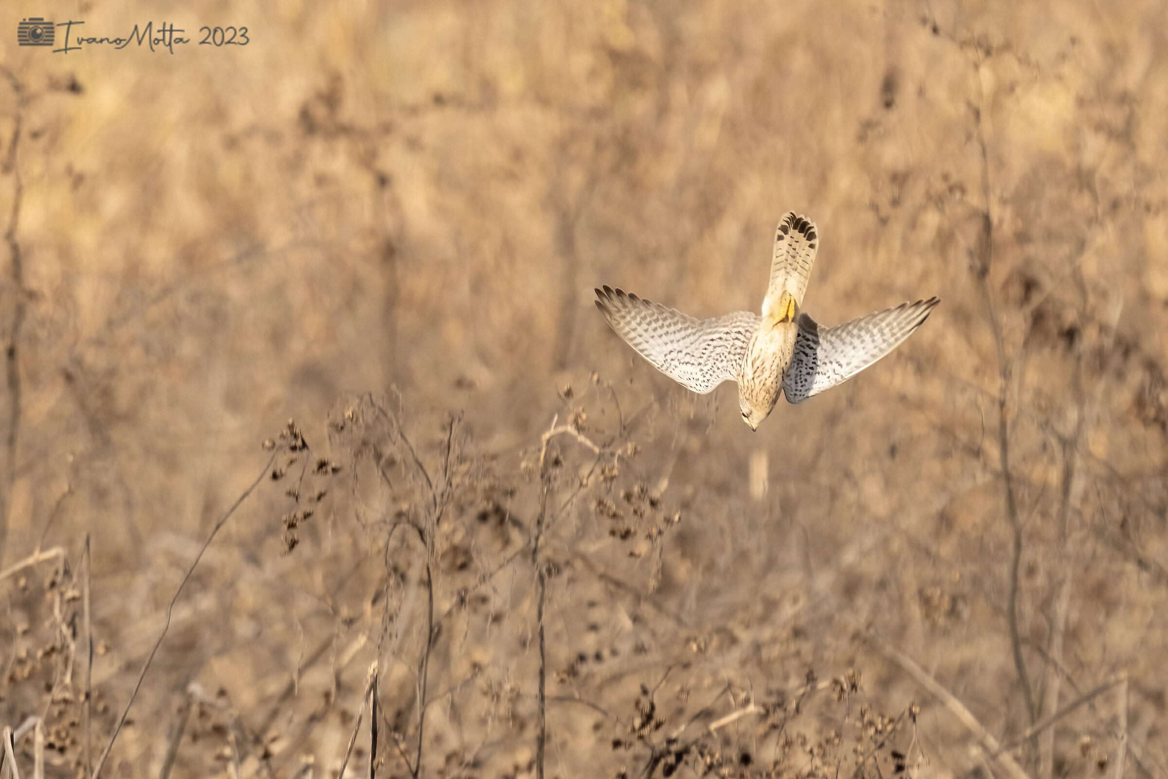 Kestrel swooping