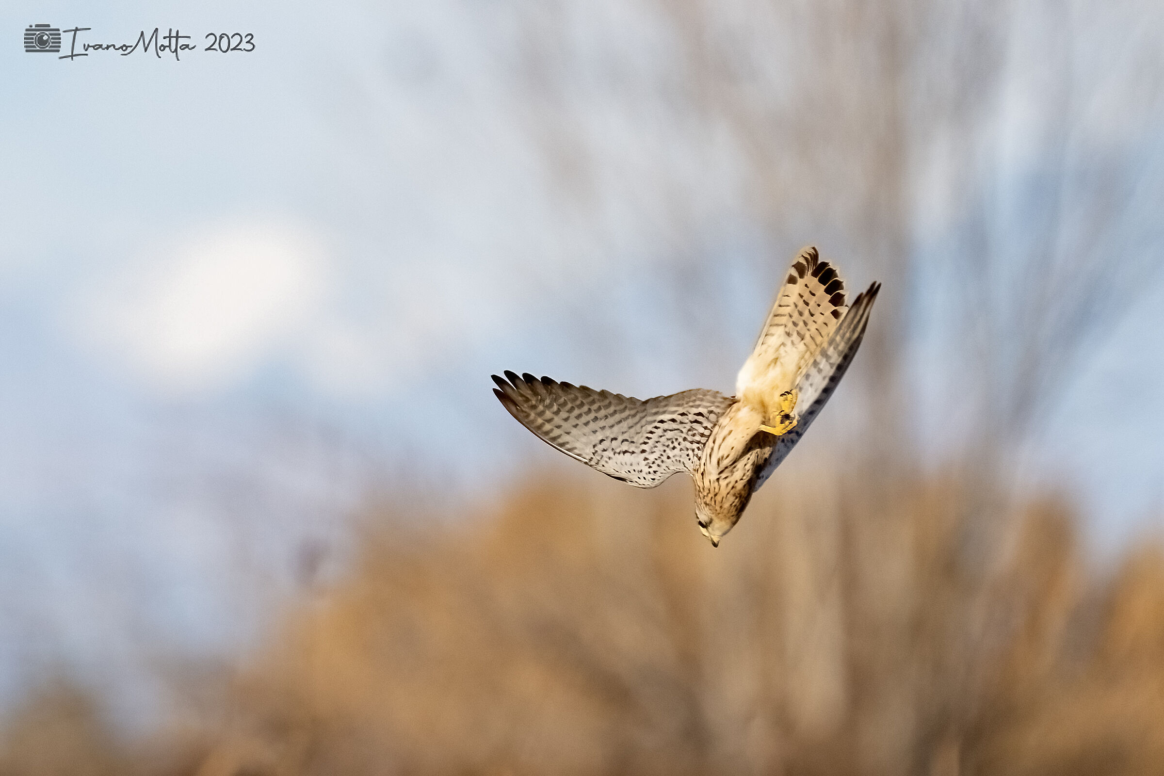 Kestrel swooping 3