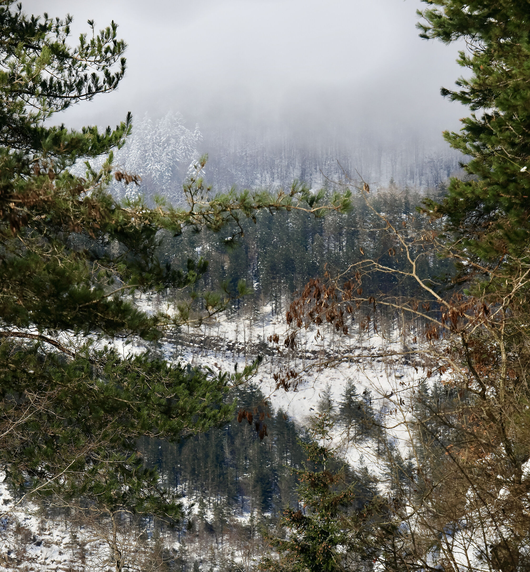 Pratomagno in Winter