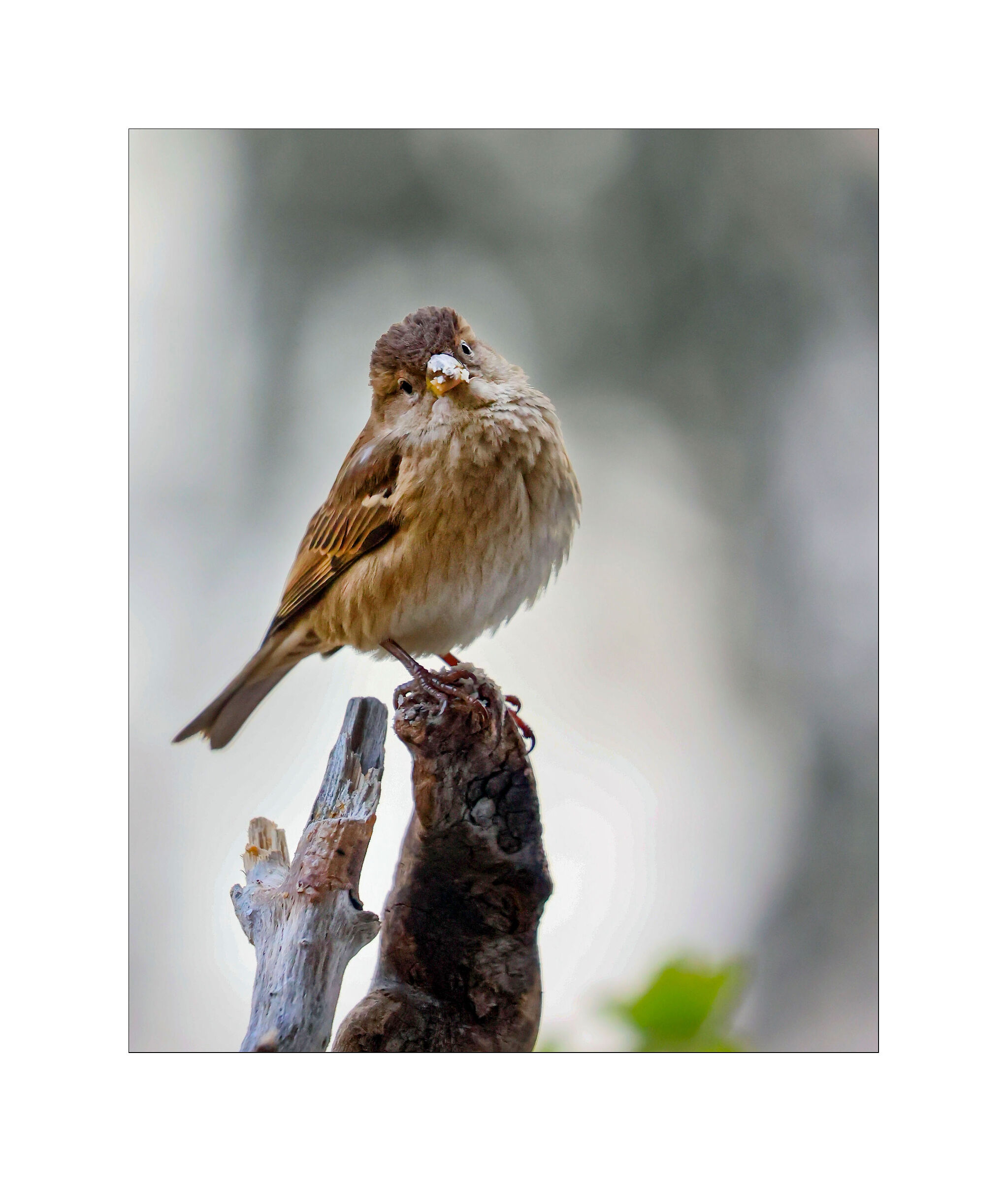 Batuffolo di piume sul rametto